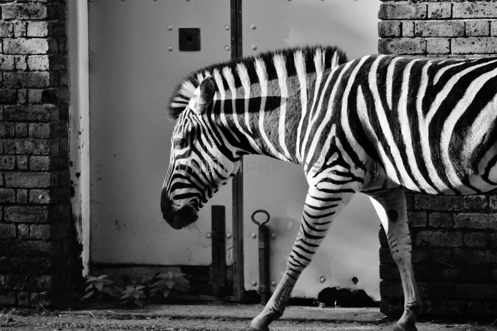 Black and white zebra at zoo