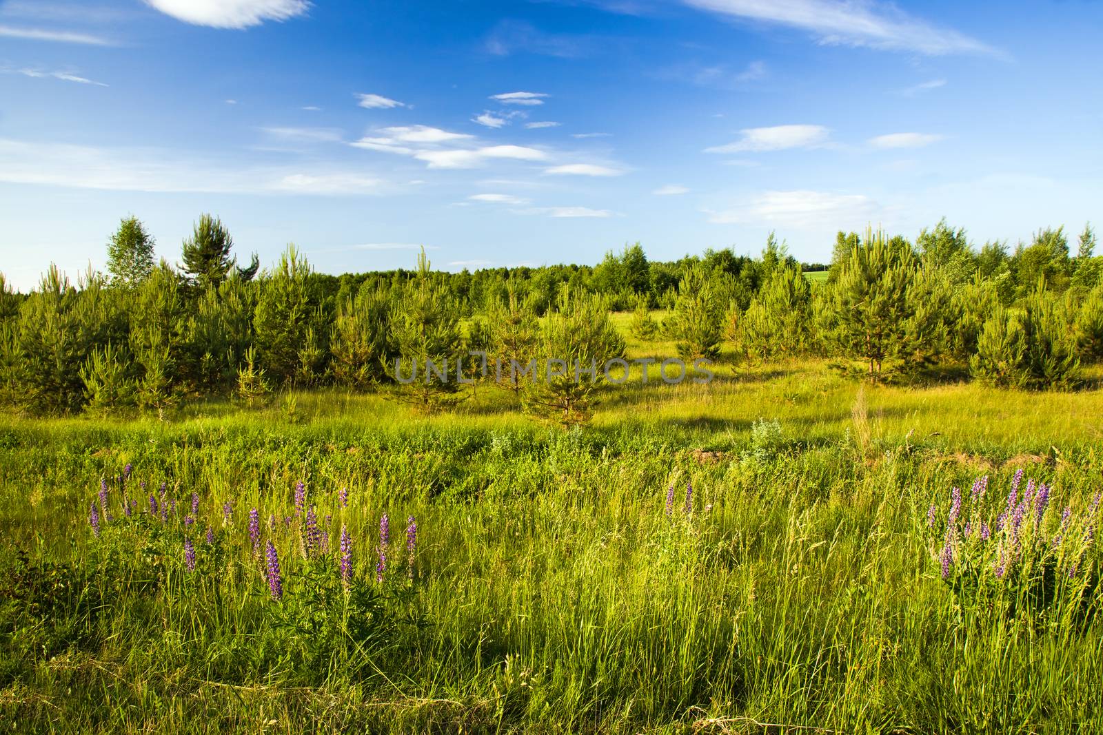 the field and the wood photographed in a spring season