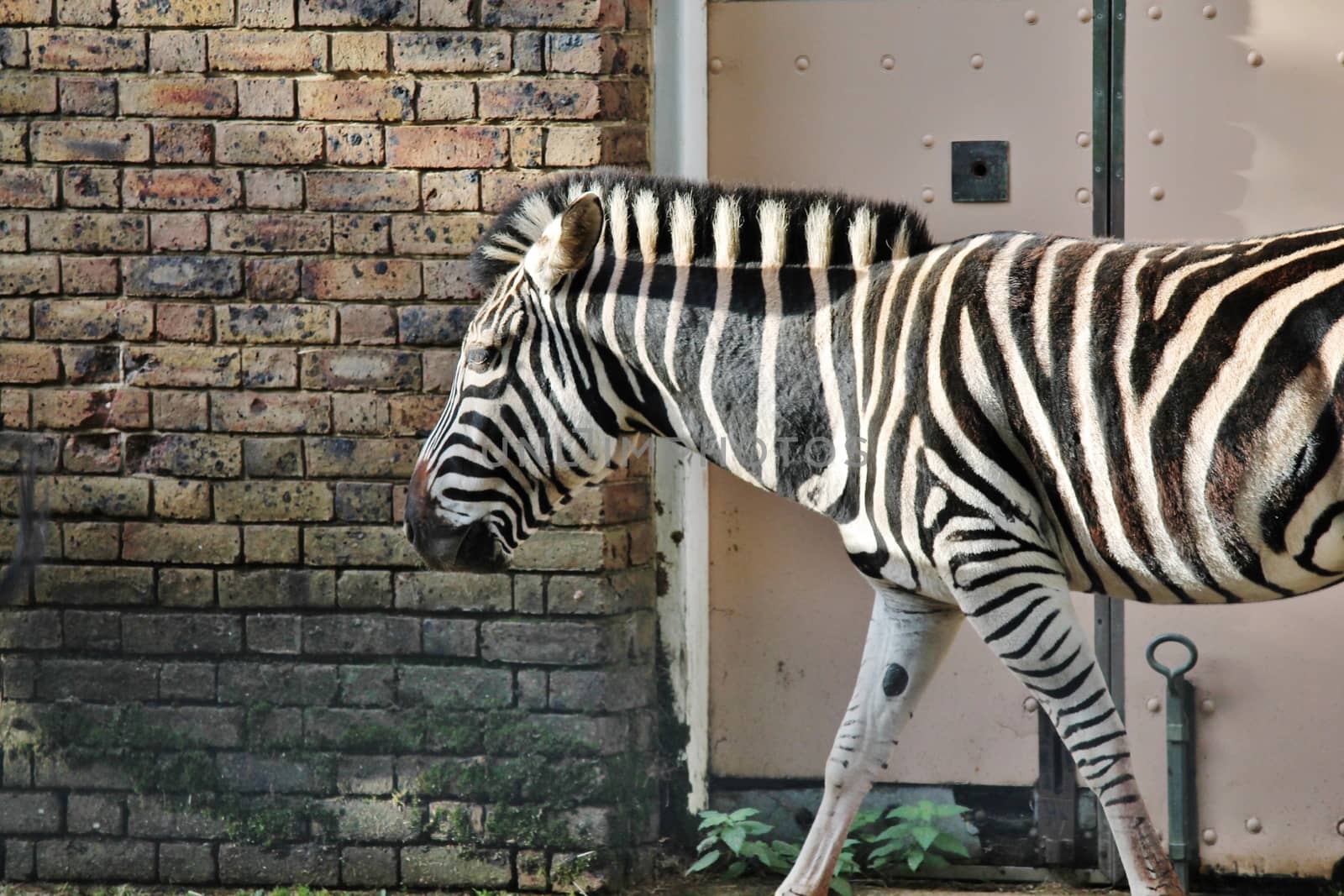 Black and white zebra at zoo  by cheekylorns