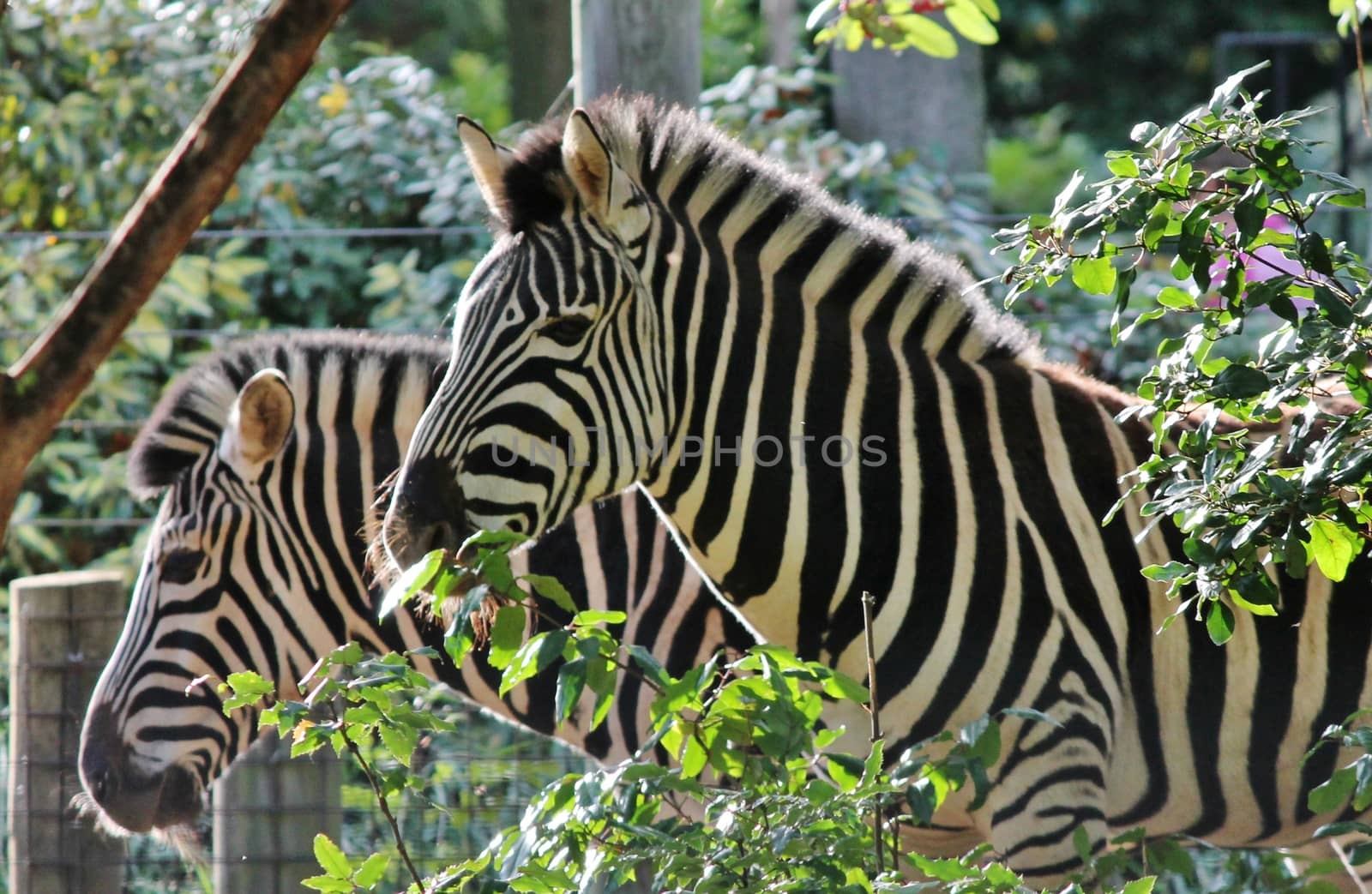 Striped Black and white zebra at zoo 