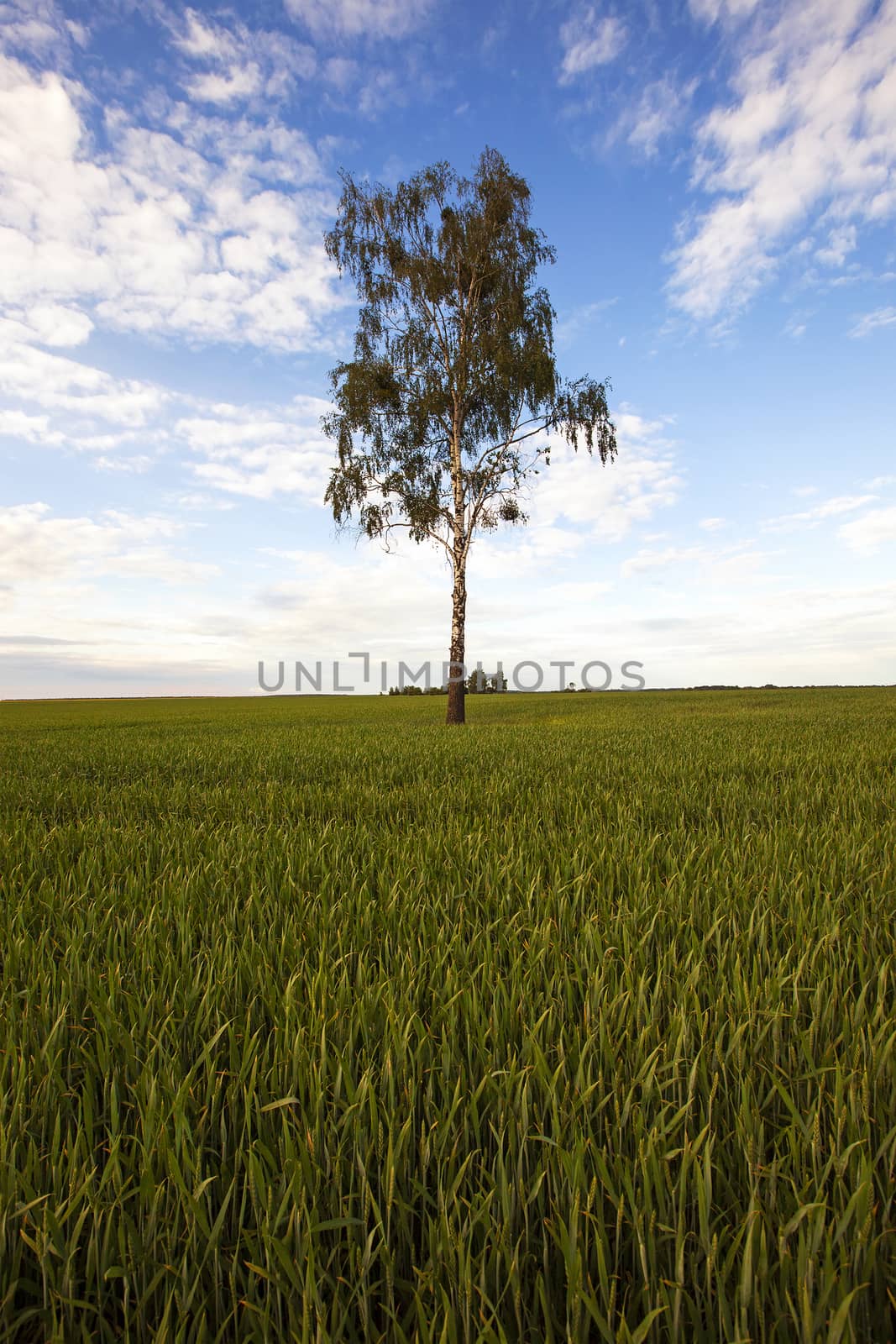   the tree of a birch growing in a field on which grow up plants