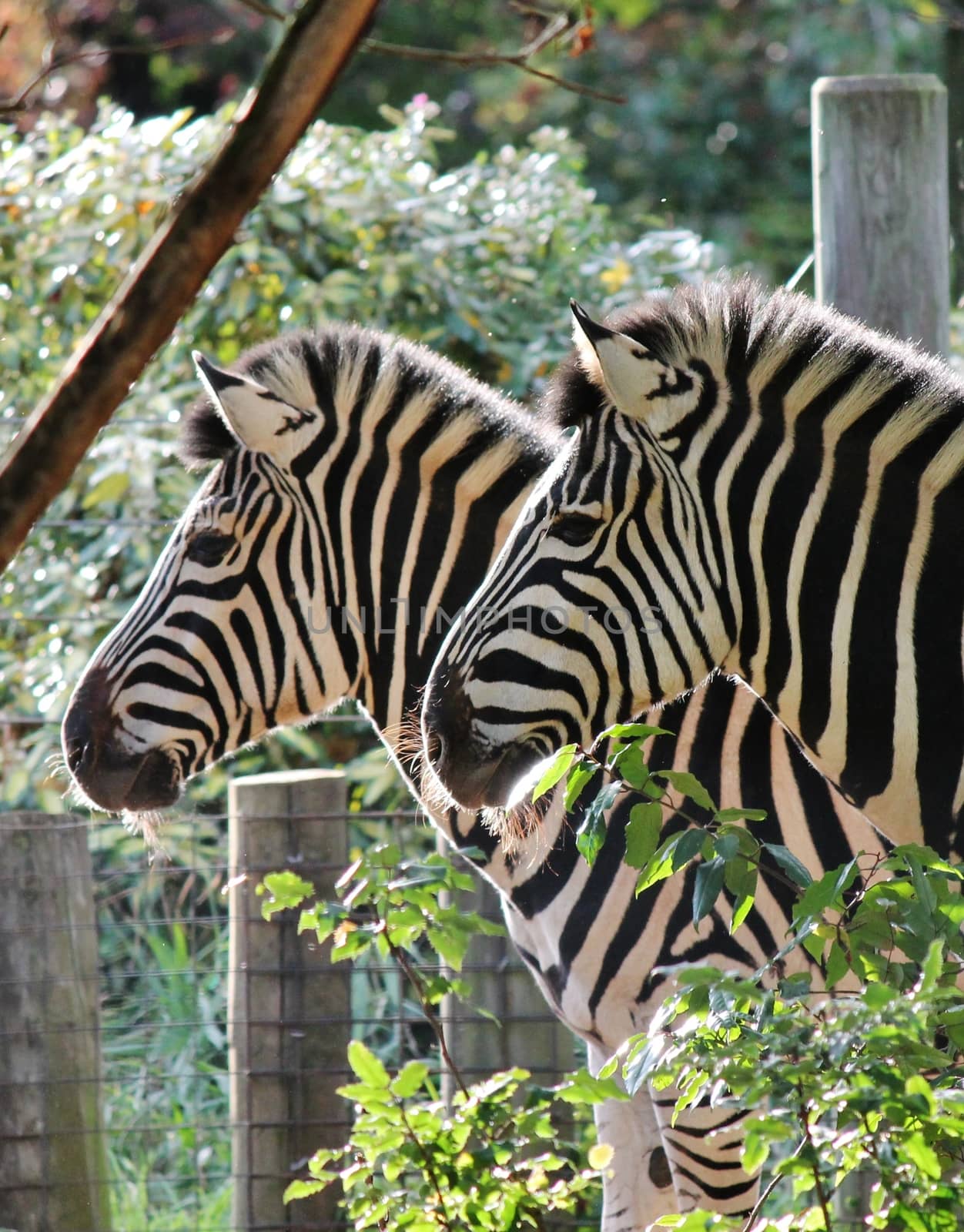 Black and white zebra at zoo  by cheekylorns