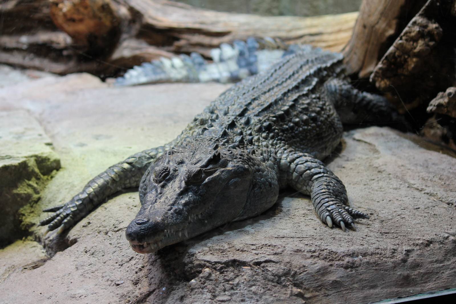 an impressive alligator resting on rock in the sun by cheekylorns