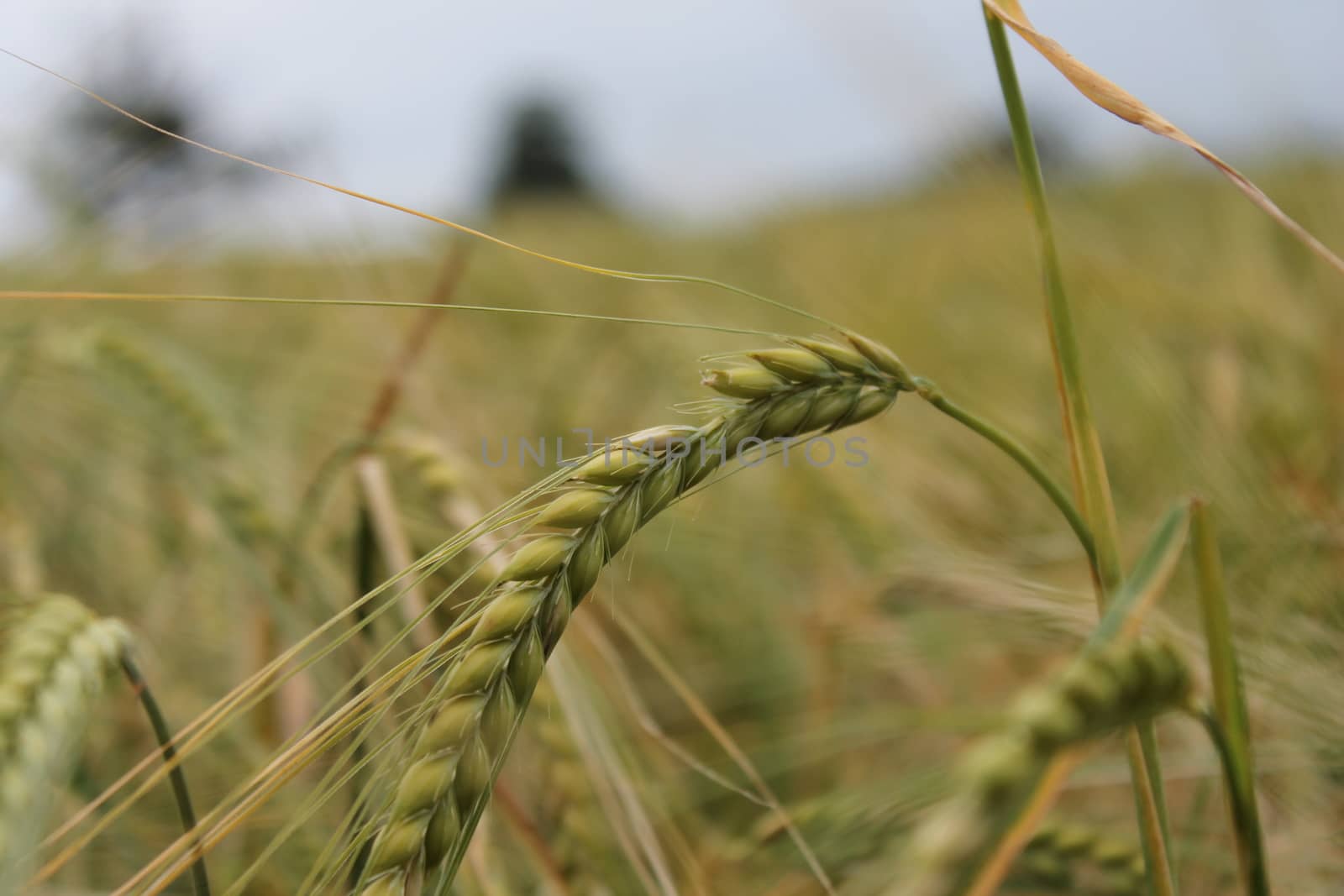 Wheat grain field crop