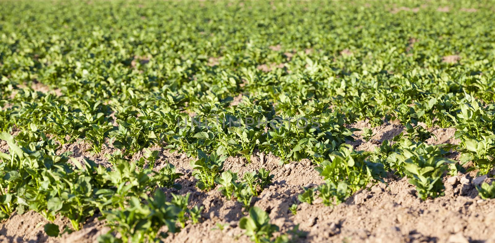   potatoes growing on an agricultural field. focus in the shot center