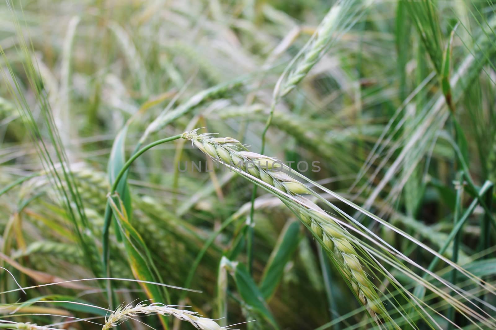 Wheat grain field crop