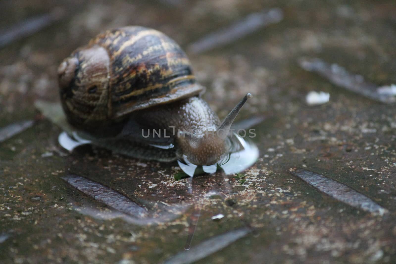 Snail on wet metal by cheekylorns