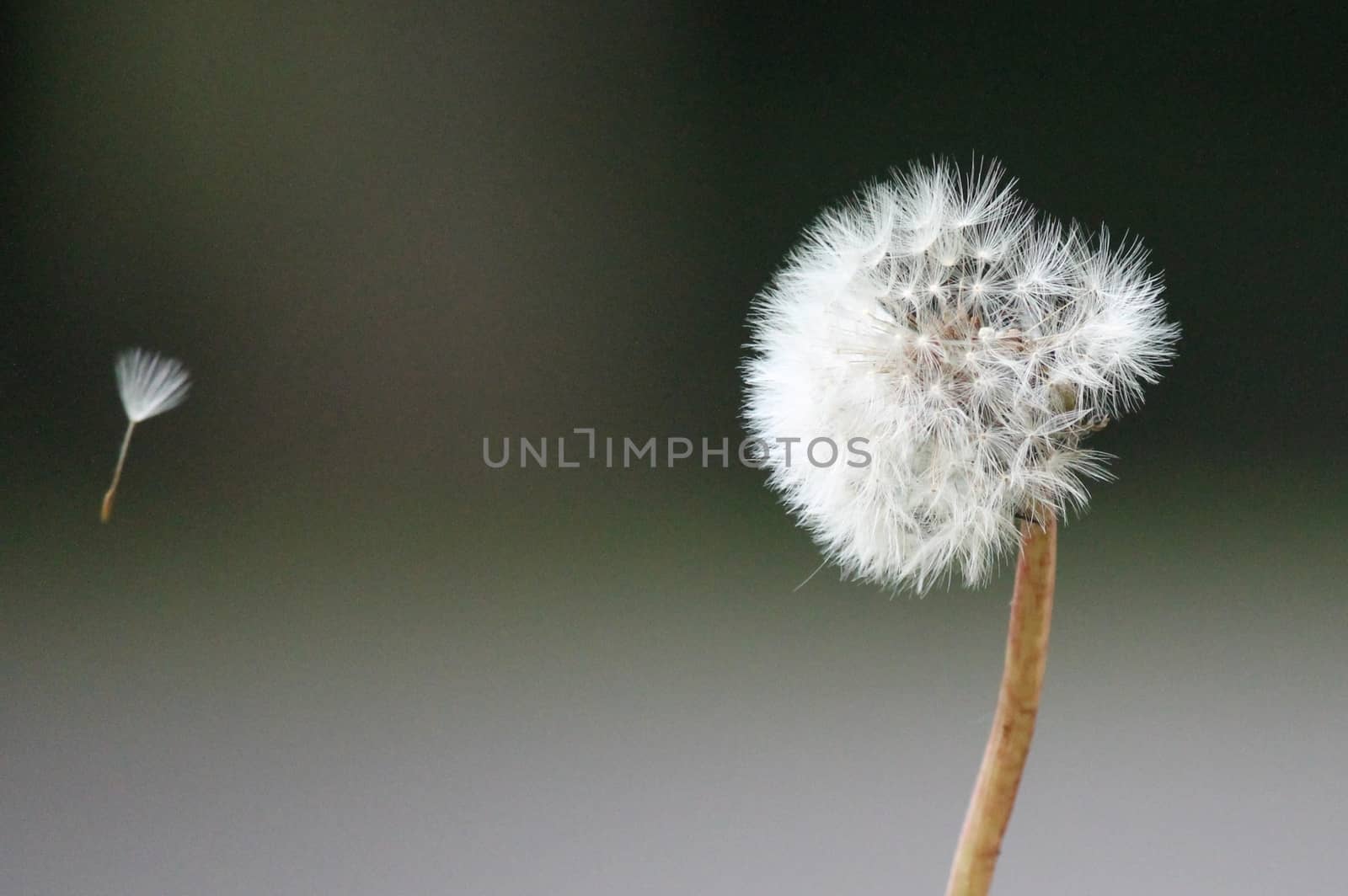 single dandelion seed on breeze by cheekylorns