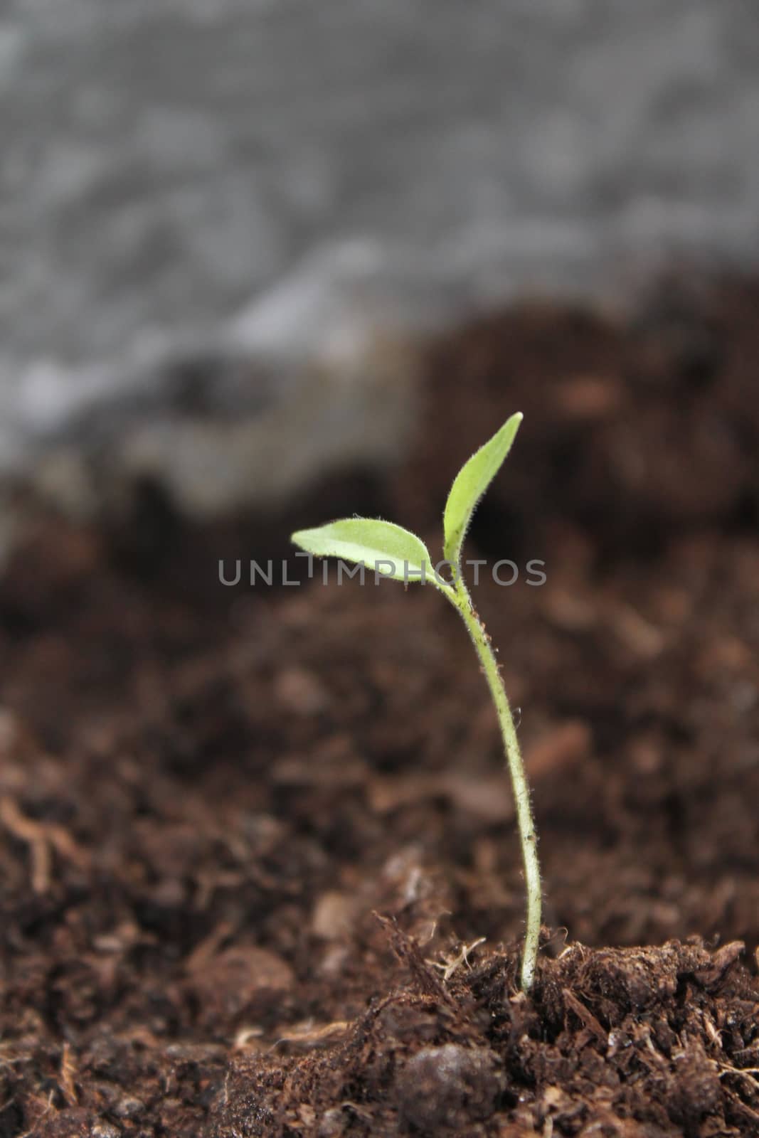 New life growth seedling growing up from dirt soil by cheekylorns