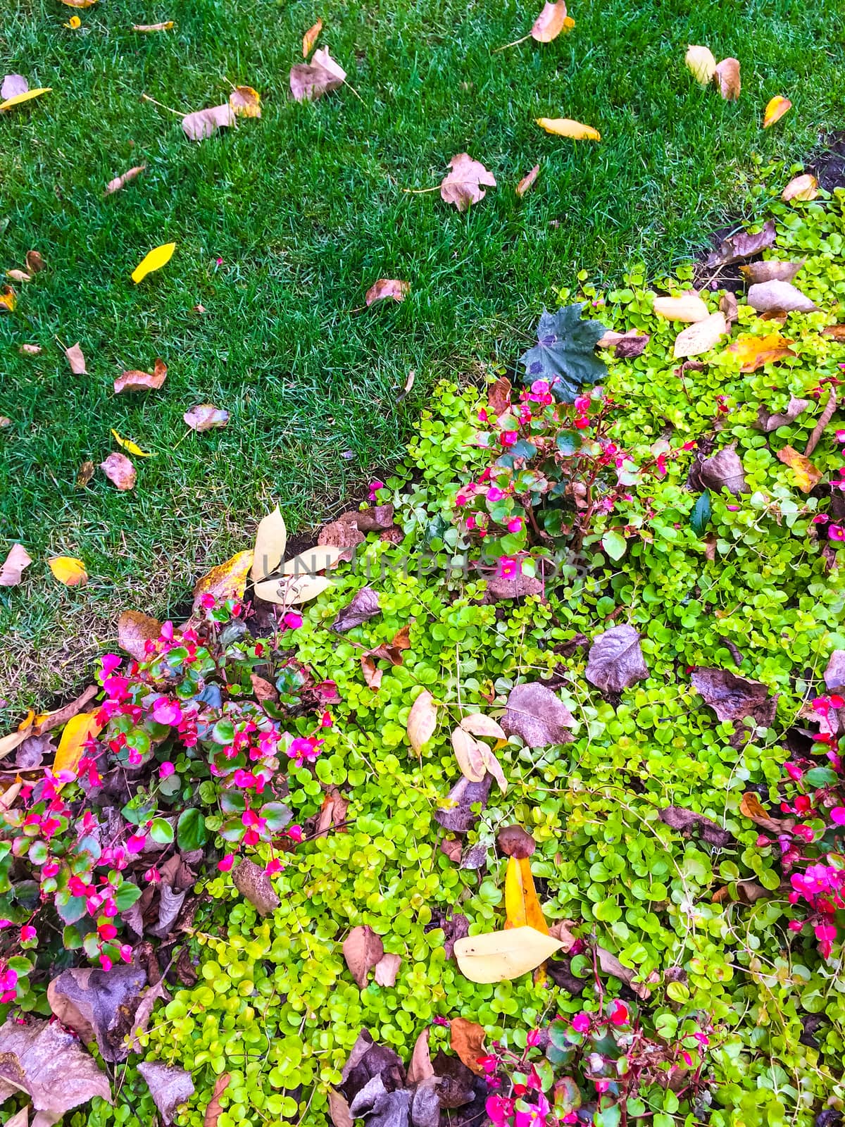 Autumn leaves in a garden with colorful plants and flowers.