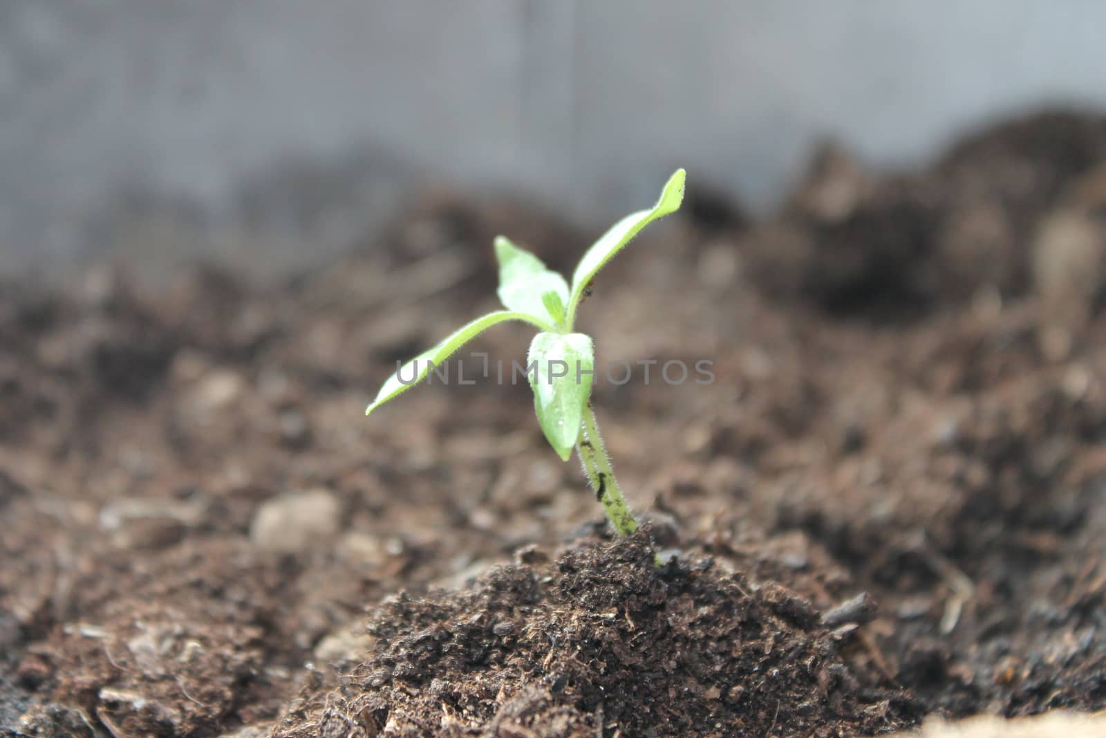 New life growth seedling growing up from dirt soil by cheekylorns