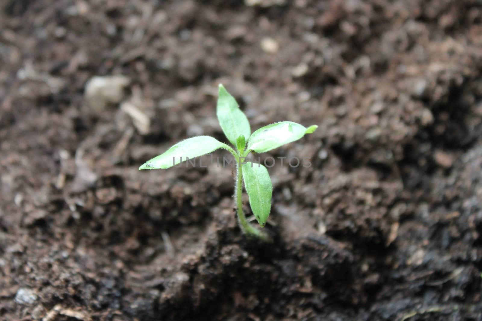 New life growth seedling growing up from dirt soil by cheekylorns