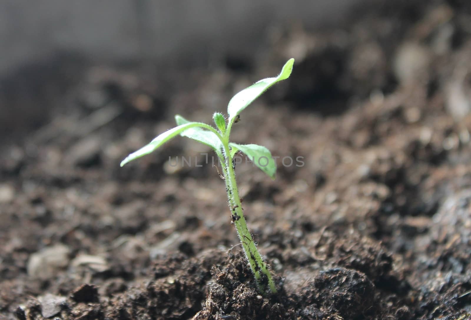 New life growth seedling growing up from dirt soil by cheekylorns