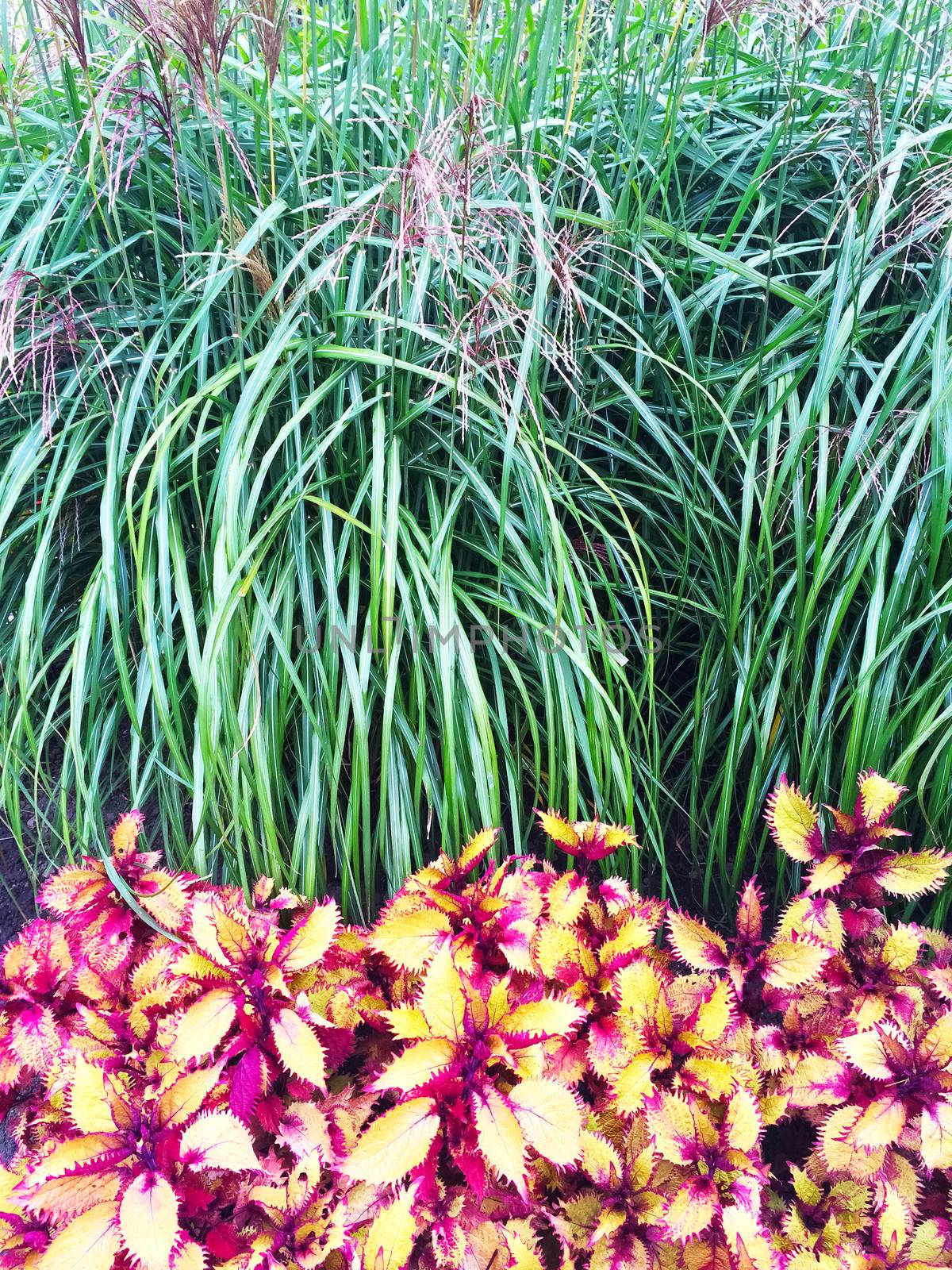 Colorful ornamental plants and grass in a garden.