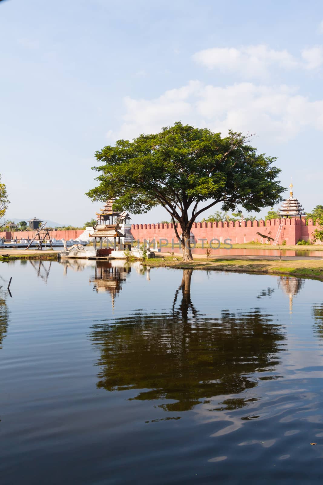 Tree in Surasri Camp, Kanchanaburi, Thailand