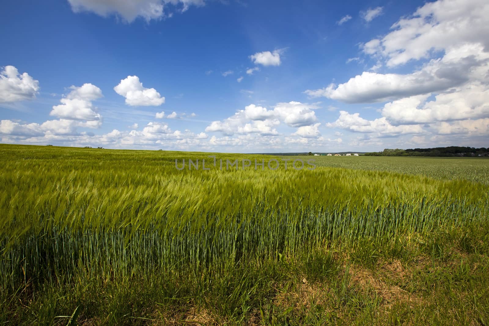 agricultural field where grow green unripe grains