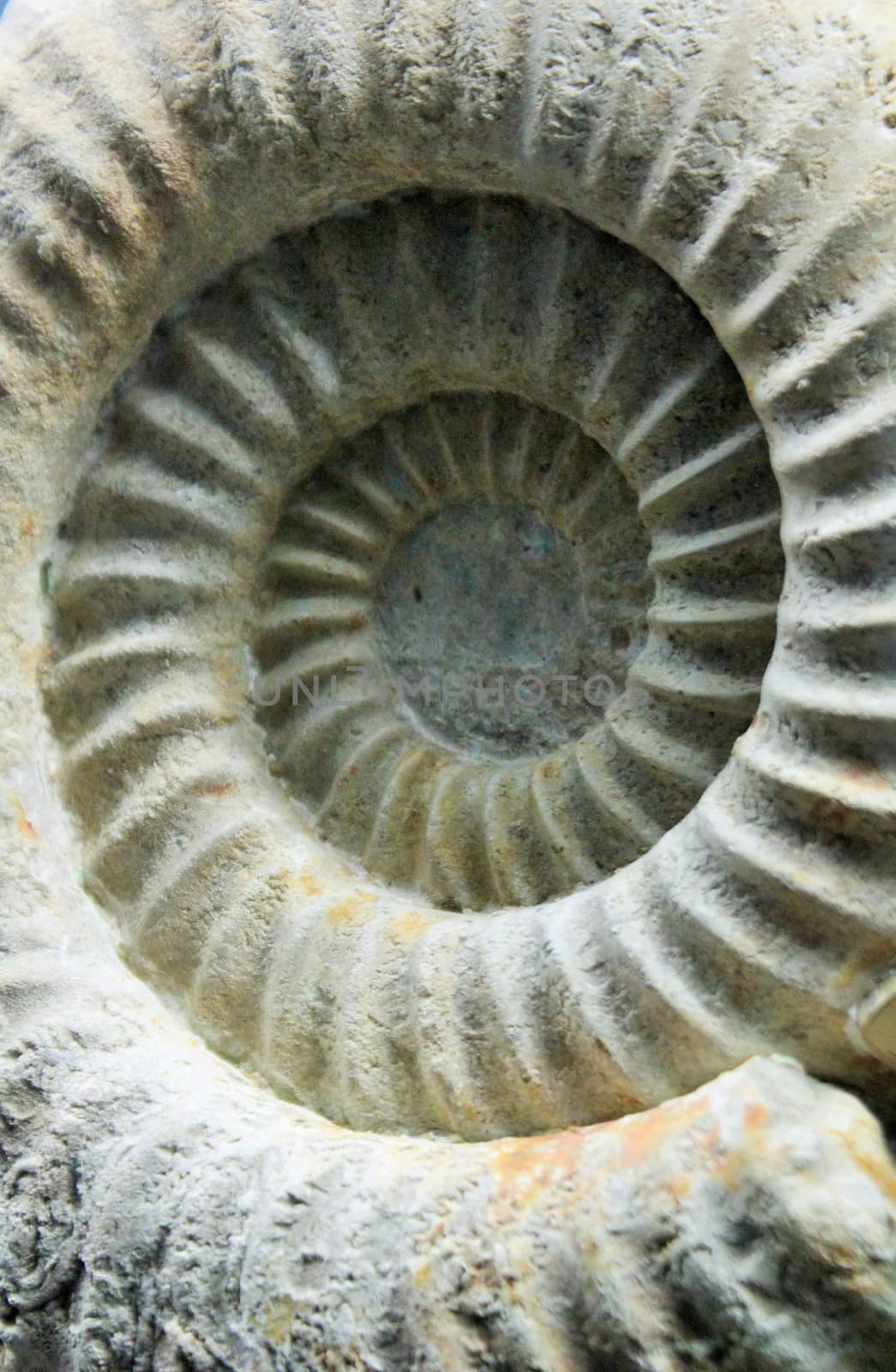 Closeup of ammonite prehistoric fossil on the surface of the stone. by cheekylorns