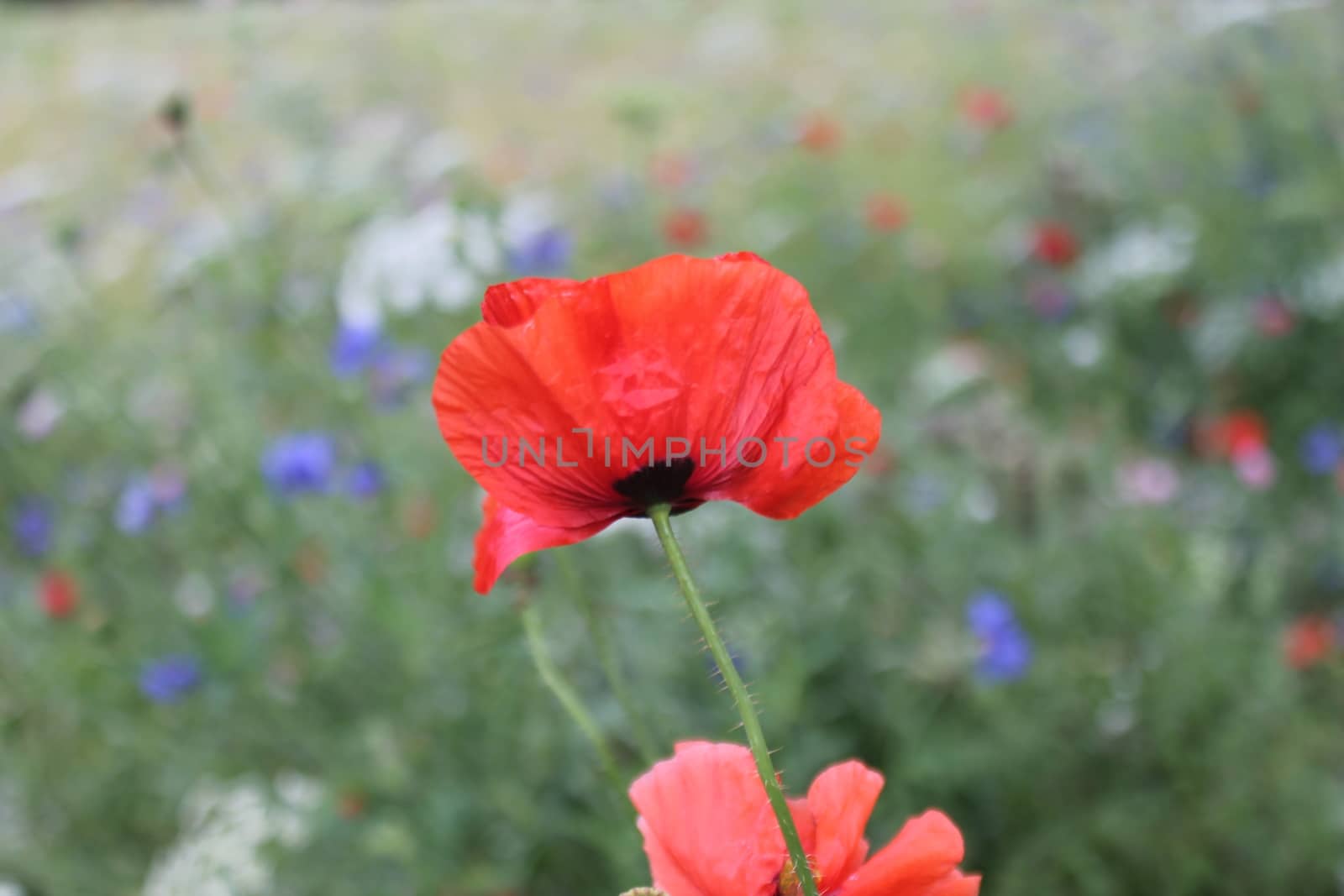 Wild Flowers and Poppies in an English meadow field, with many varieties of wild flower species.