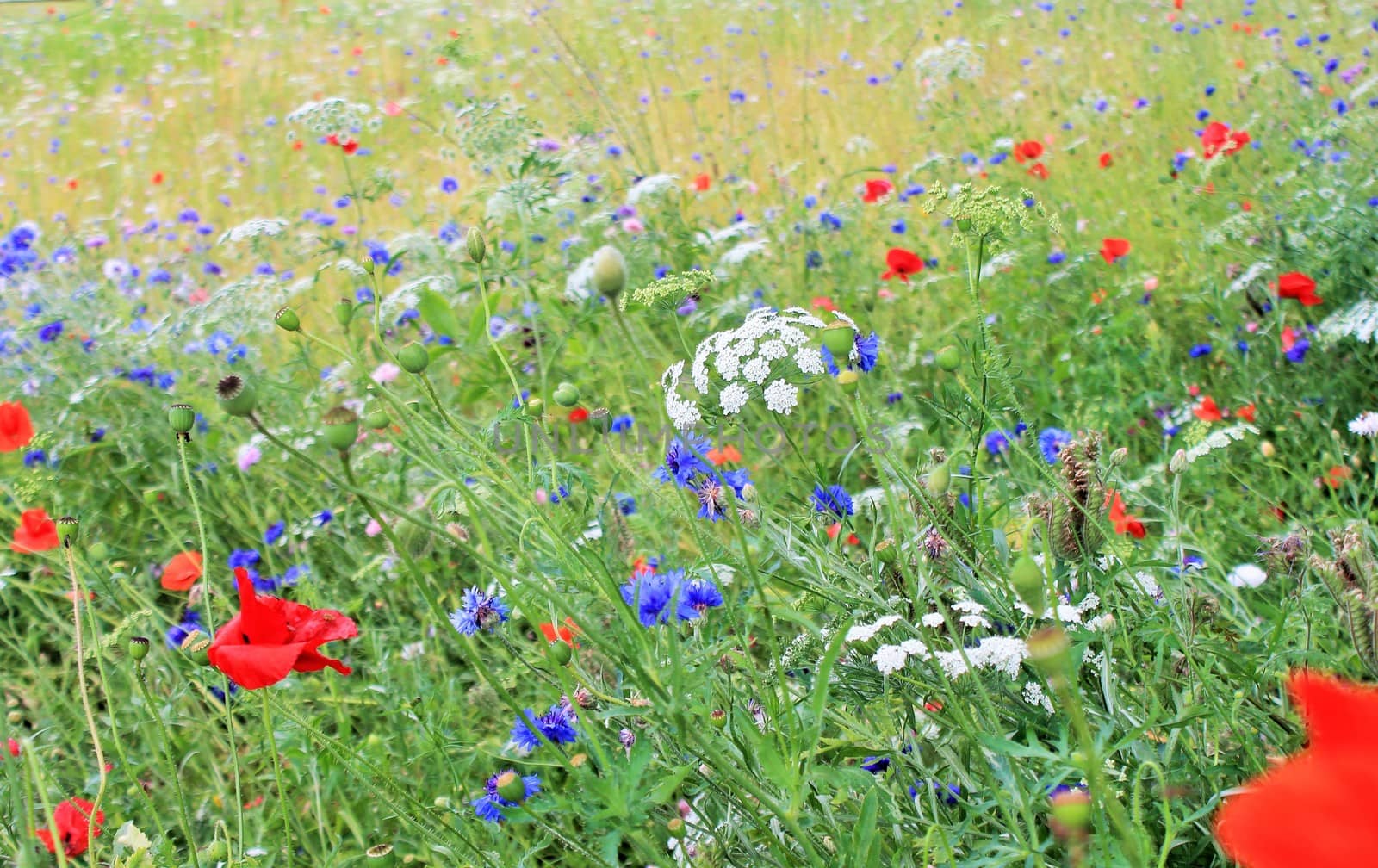 Wild Flowers and Poppies in an English meadow field, with many varieties of wild flower species. by cheekylorns