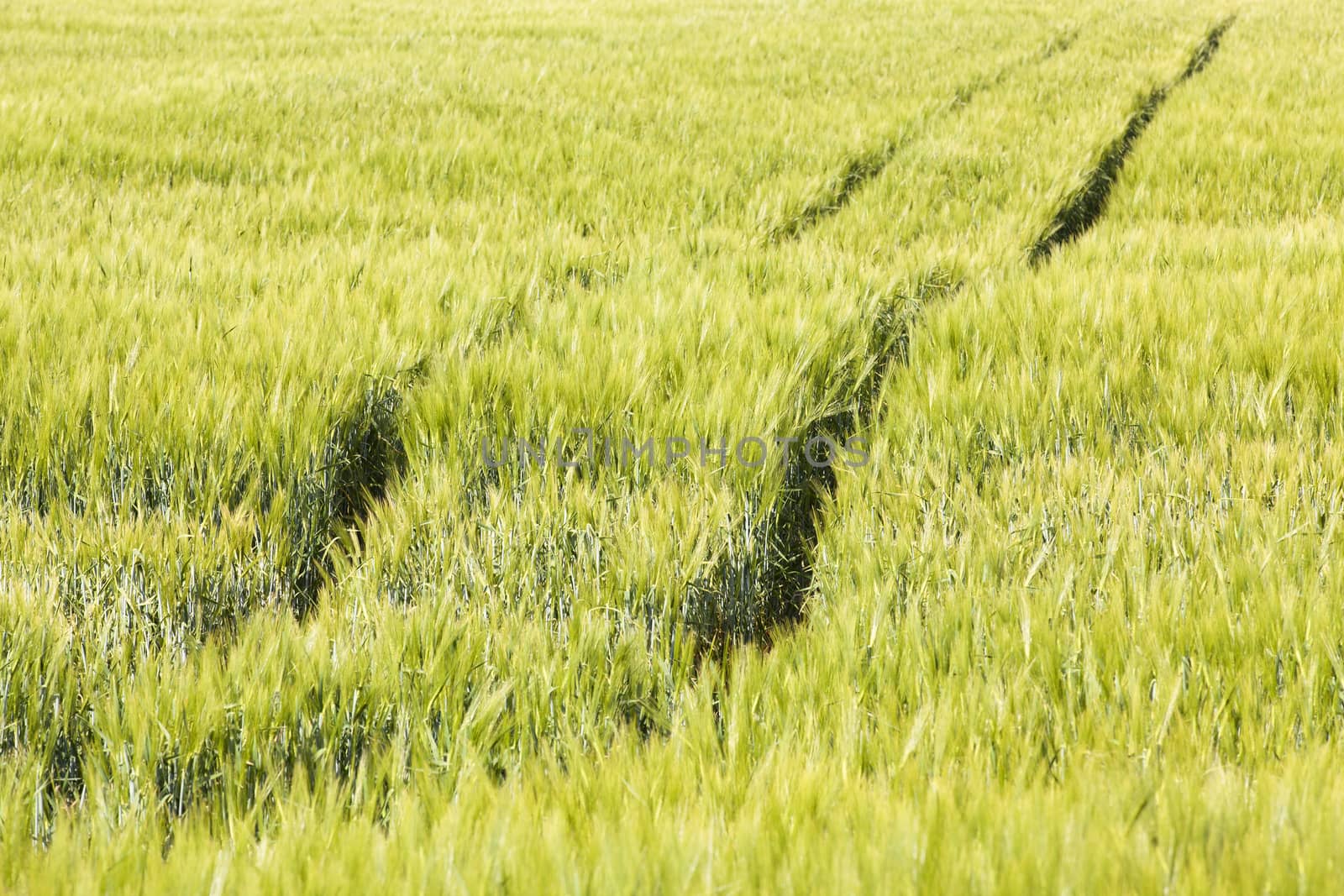  an agricultural field on which still green wheat grows