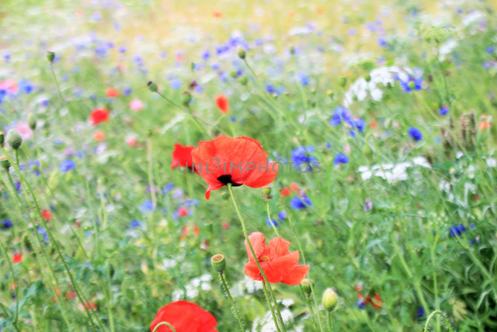 Wild Flowers and Poppies in an English meadow field, with many varieties of wild flower species. by cheekylorns