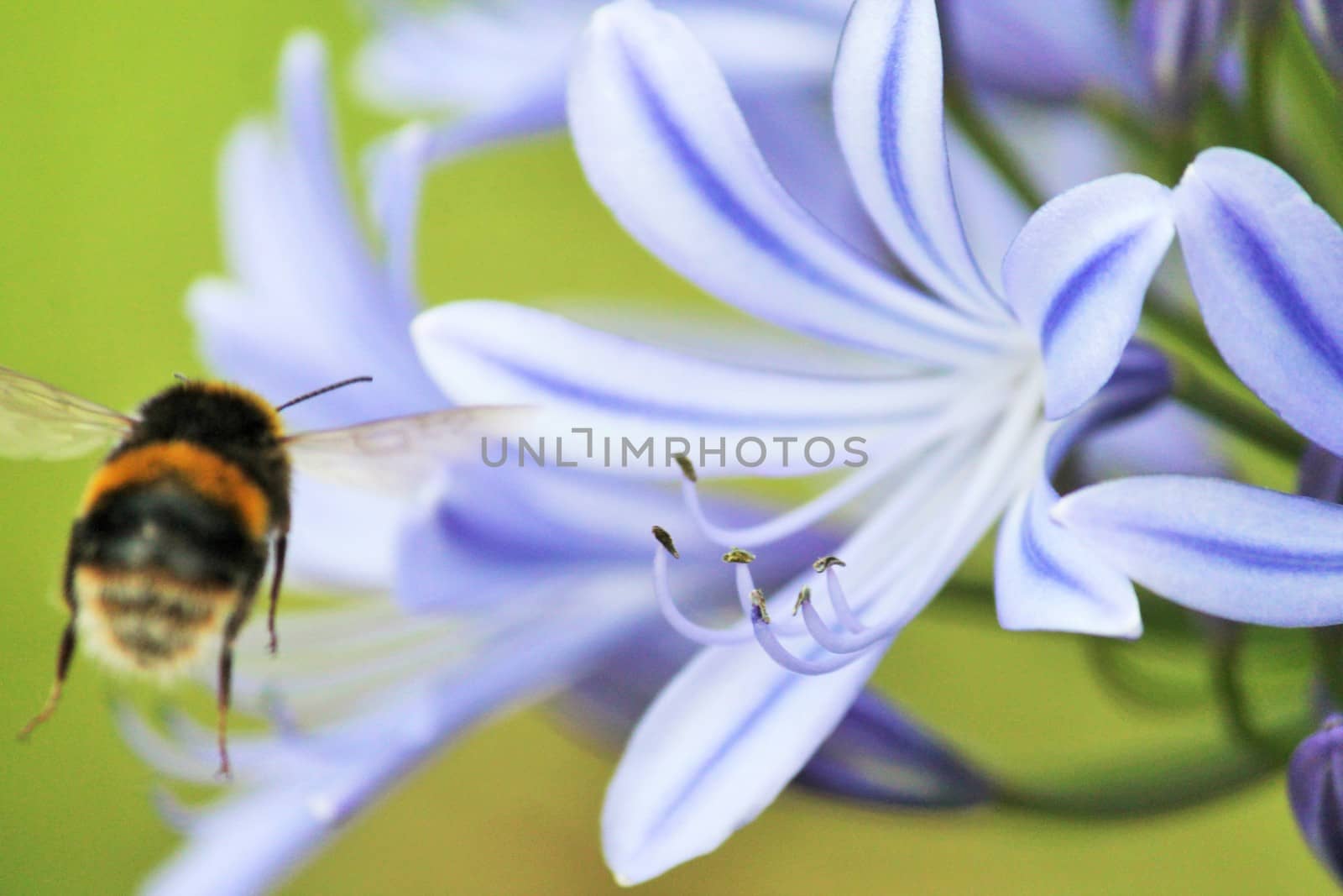 African agapanthus (Agapathus africanus) with bumble bee by cheekylorns