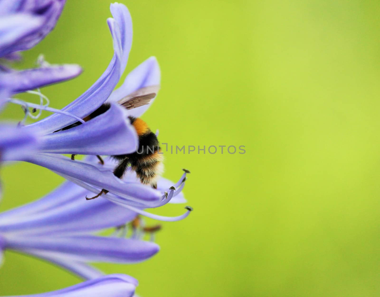 African agapanthus (Agapathus africanus) with bumble bee by cheekylorns