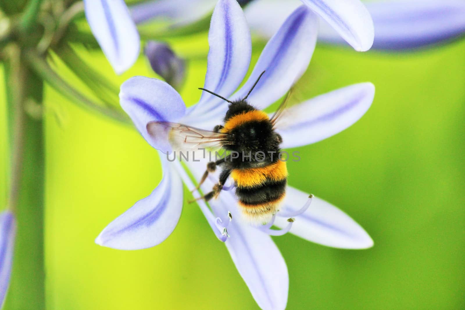 African agapanthus (Agapathus africanus) with bumble bee by cheekylorns