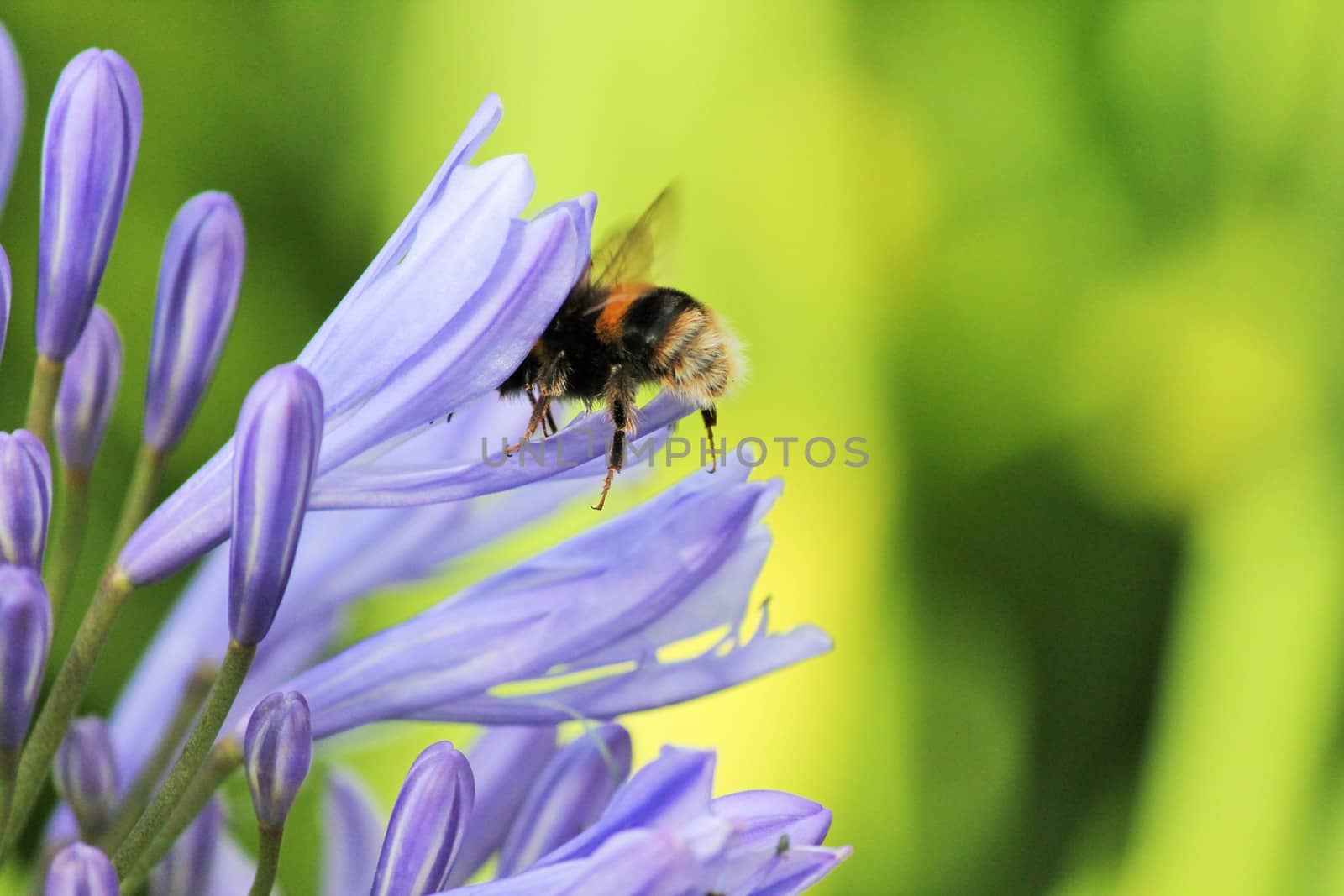 African agapanthus (Agapathus africanus) with bumble bee by cheekylorns