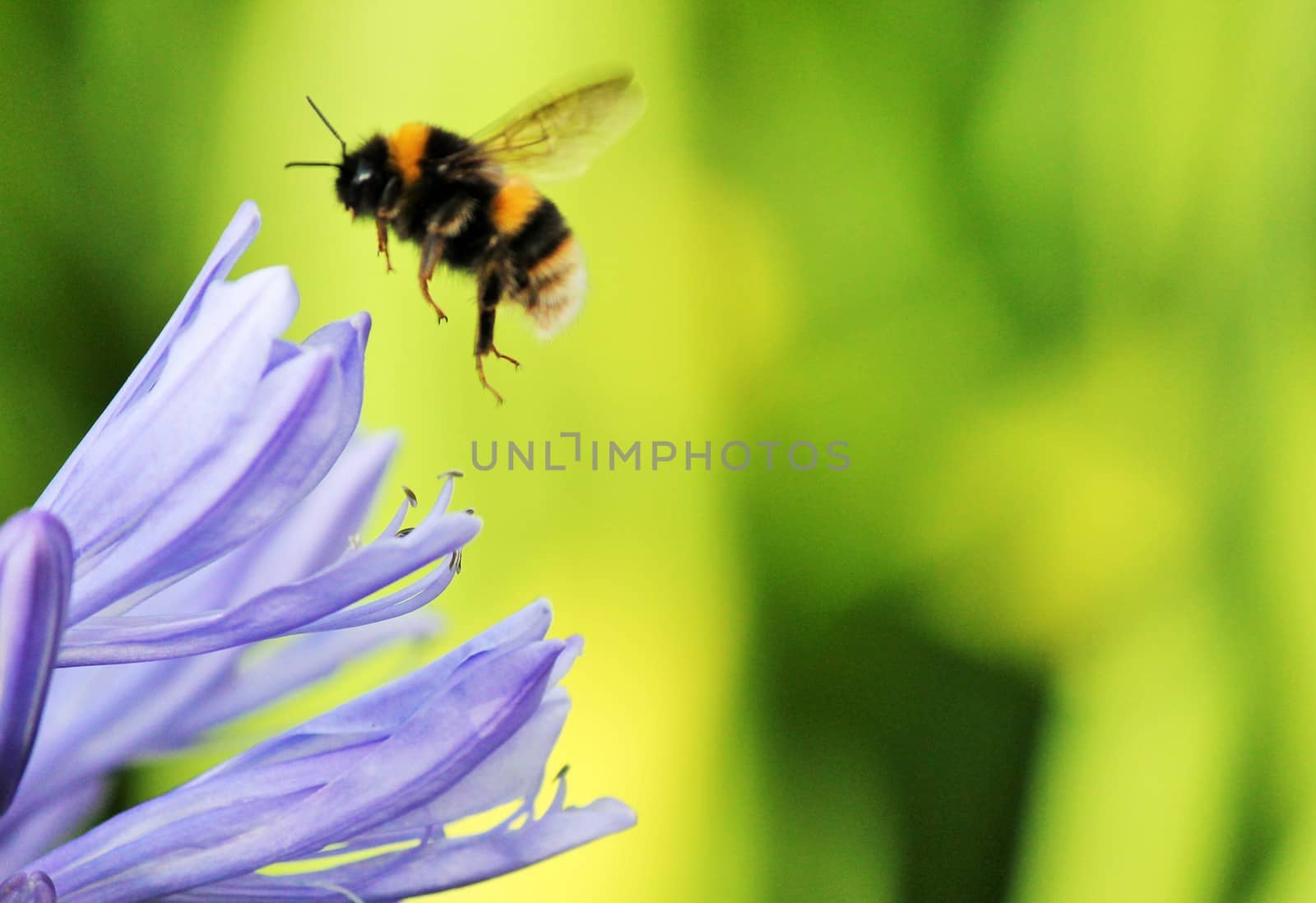 Blue,African Lily,  African agapanthus (Agapathus africanus) with bumble bee collecting pollen