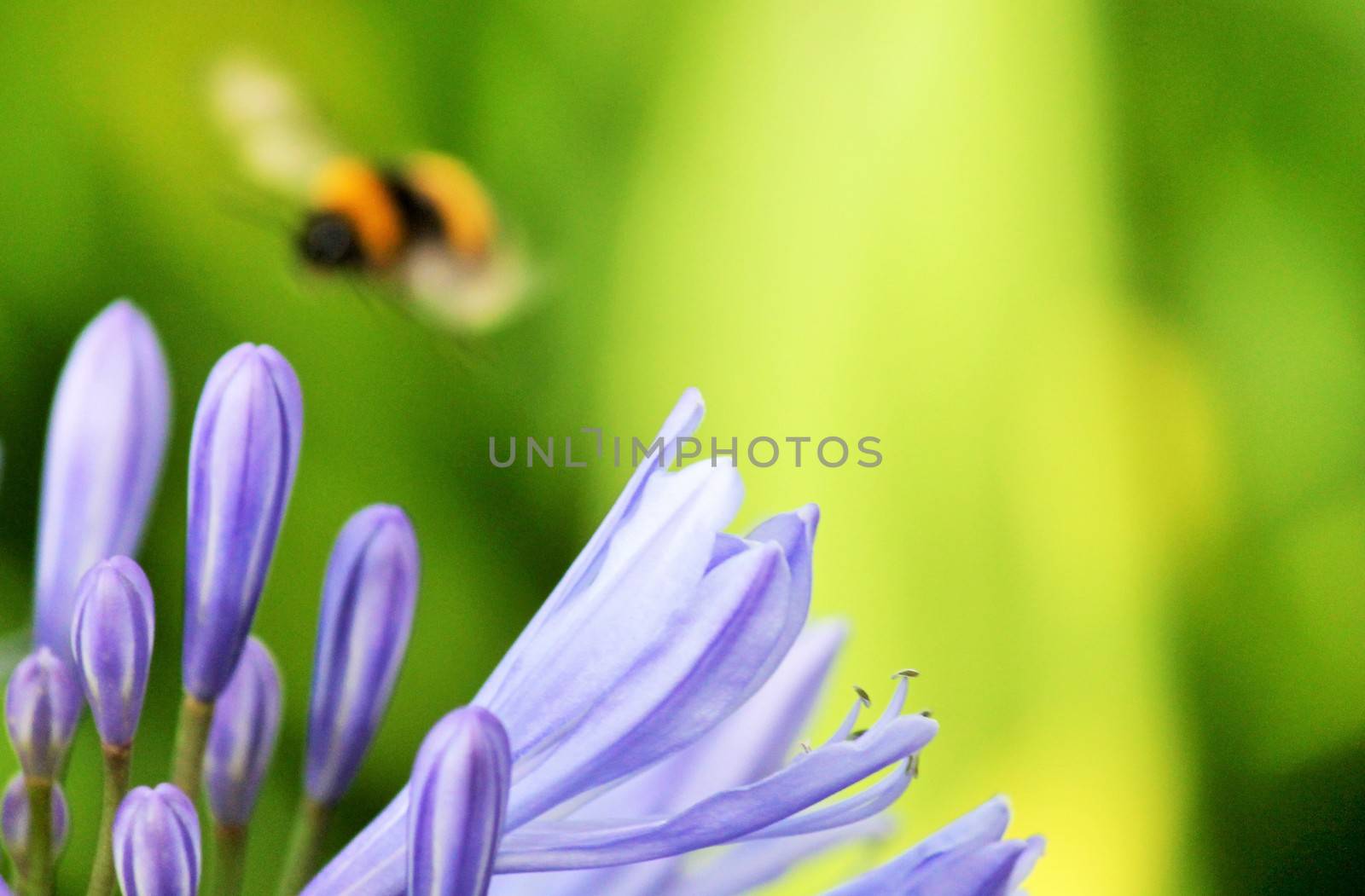 African agapanthus (Agapathus africanus) with bumble bee by cheekylorns