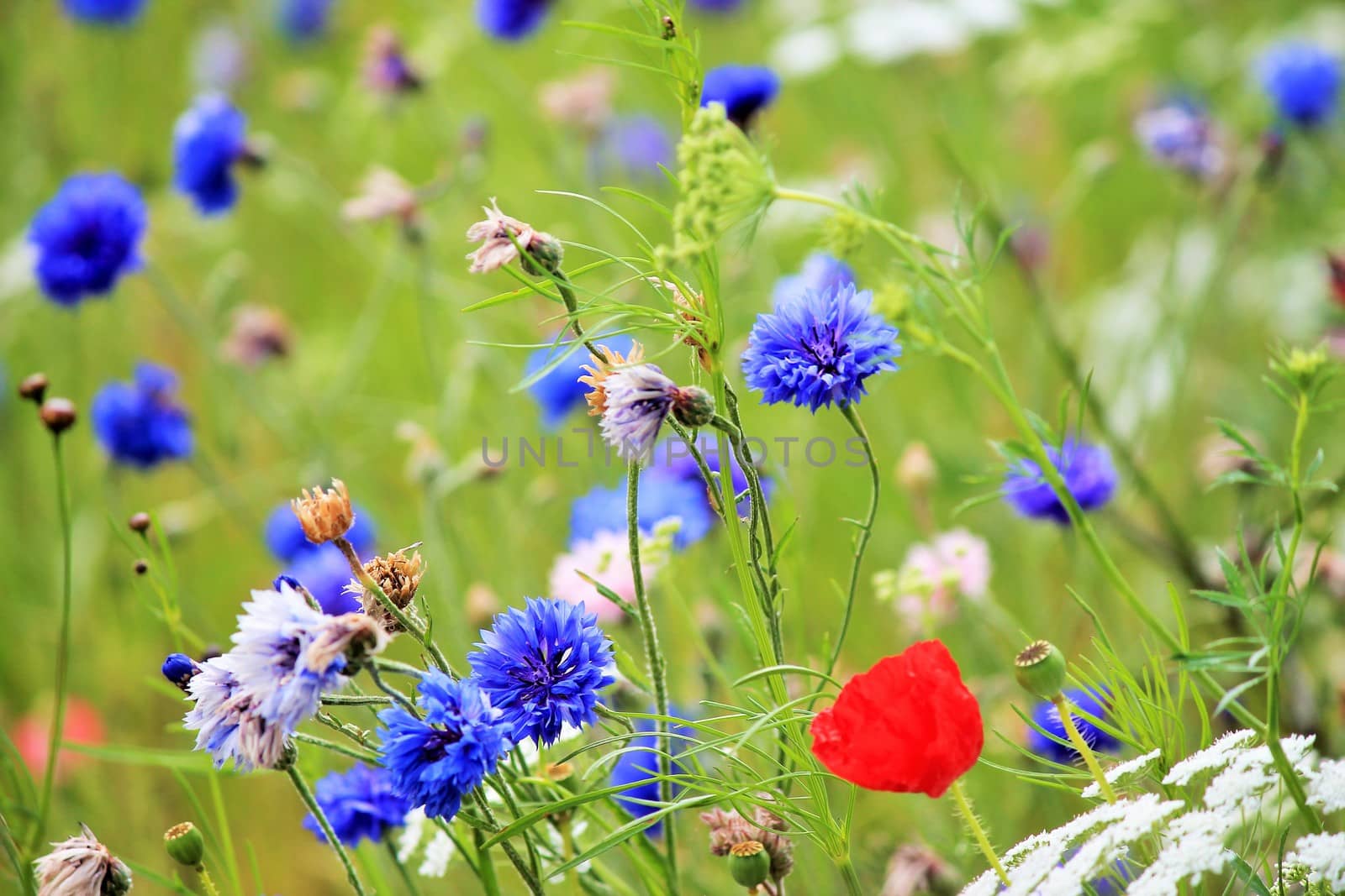 England wildflower meadow poppy by cheekylorns