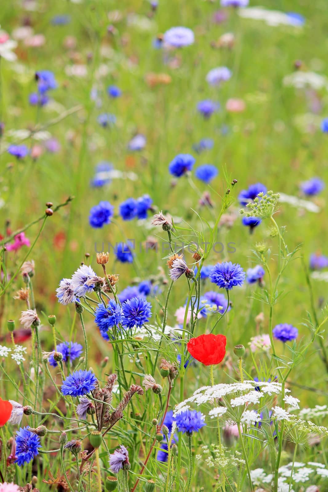 England wildflower meadow poppy by cheekylorns