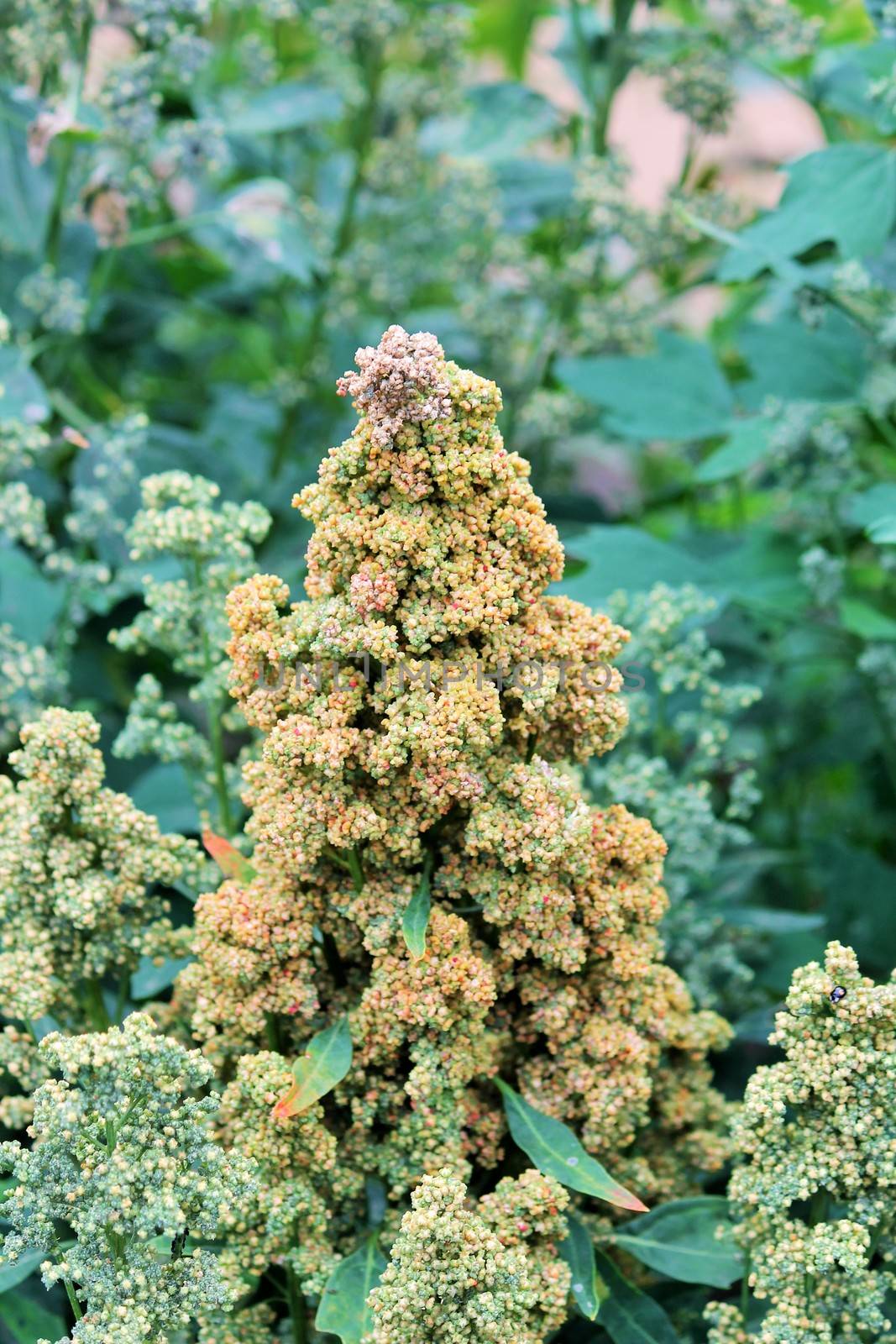 Quinoa crop grows at farm by cheekylorns