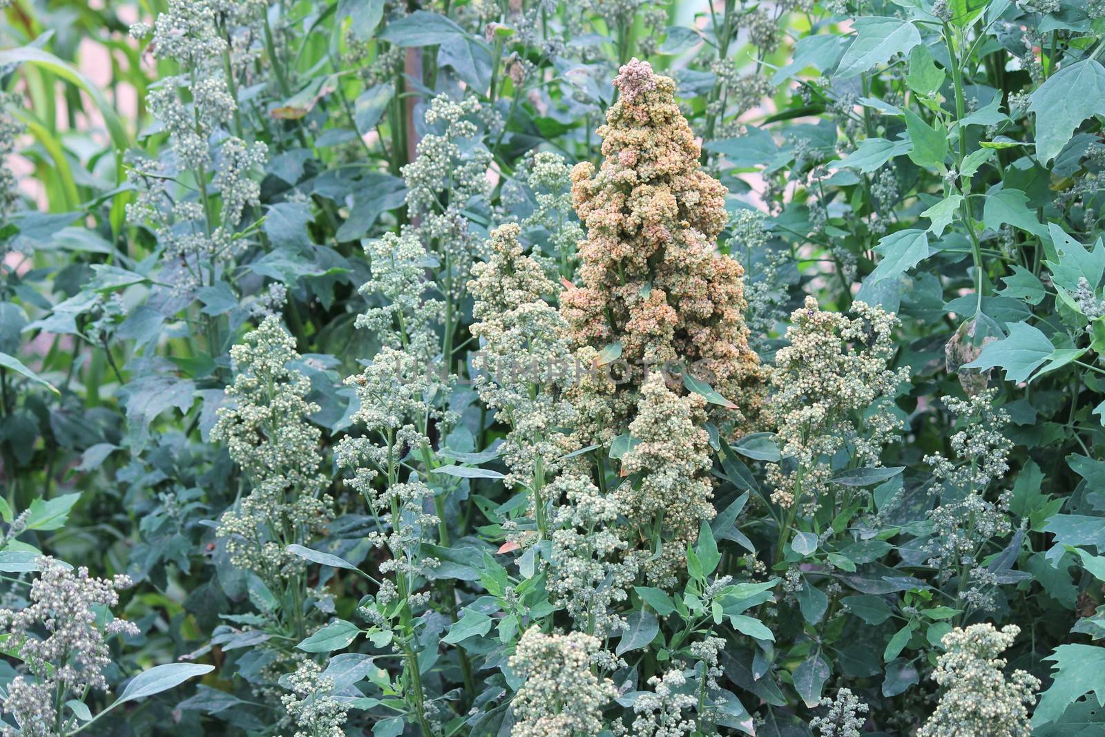 Quinoa crop grows at farm superfood sprouted seed- is a species of the goosefoot genus (Chenopodium quinoa), a grain crop grown primarily for its edible seeds. It is a pseudocereal rather than a true cereal,