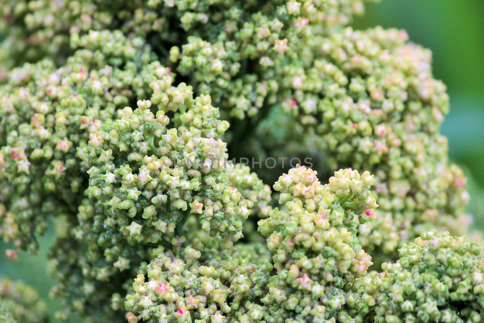 Quinoa crop grows at farm superfood sprouted seed- is a species of the goosefoot genus (Chenopodium quinoa), a grain crop grown primarily for its edible seeds. It is a pseudocereal rather than a true cereal,