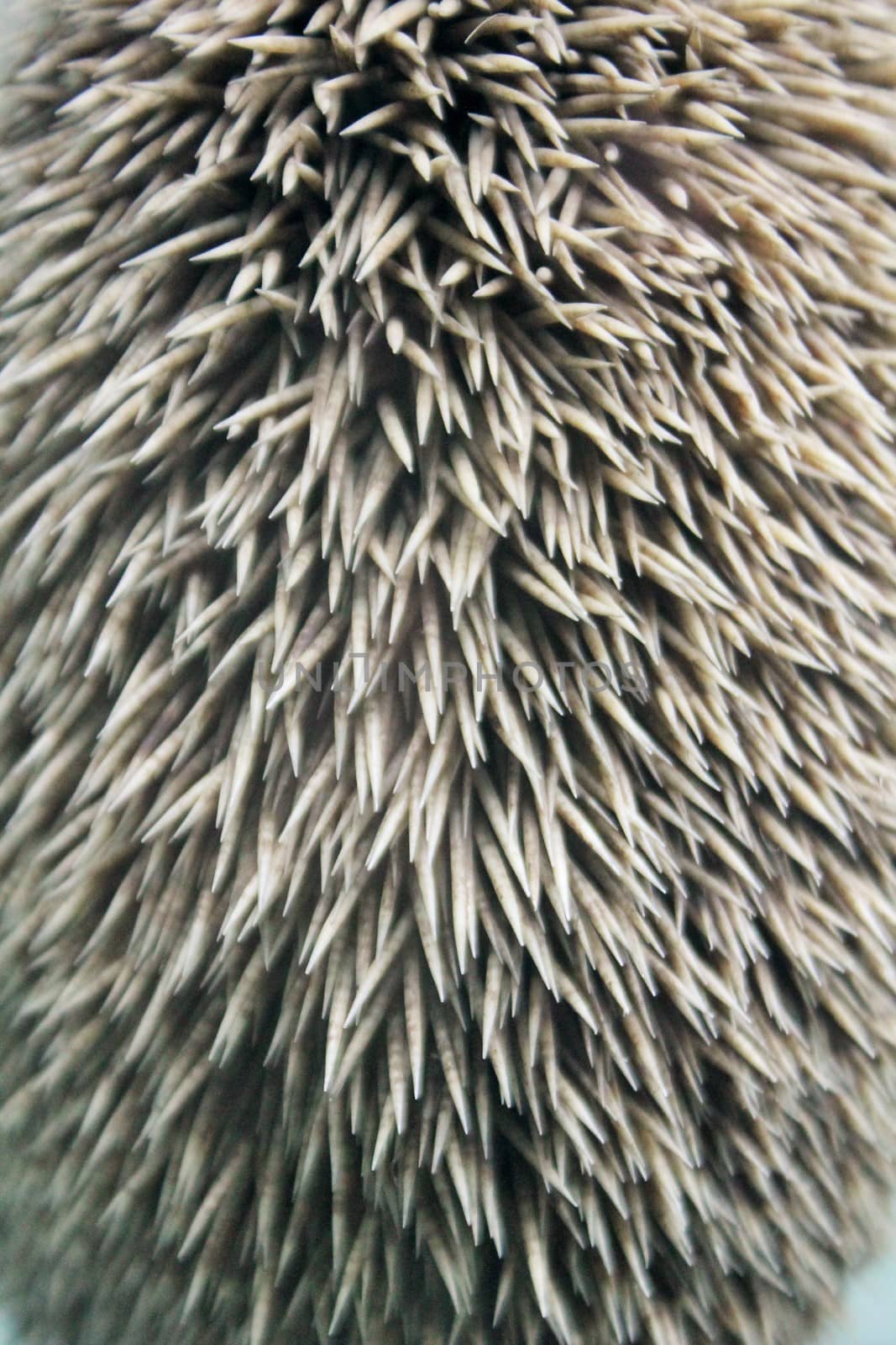 Needles pattern of European hedgehog skin