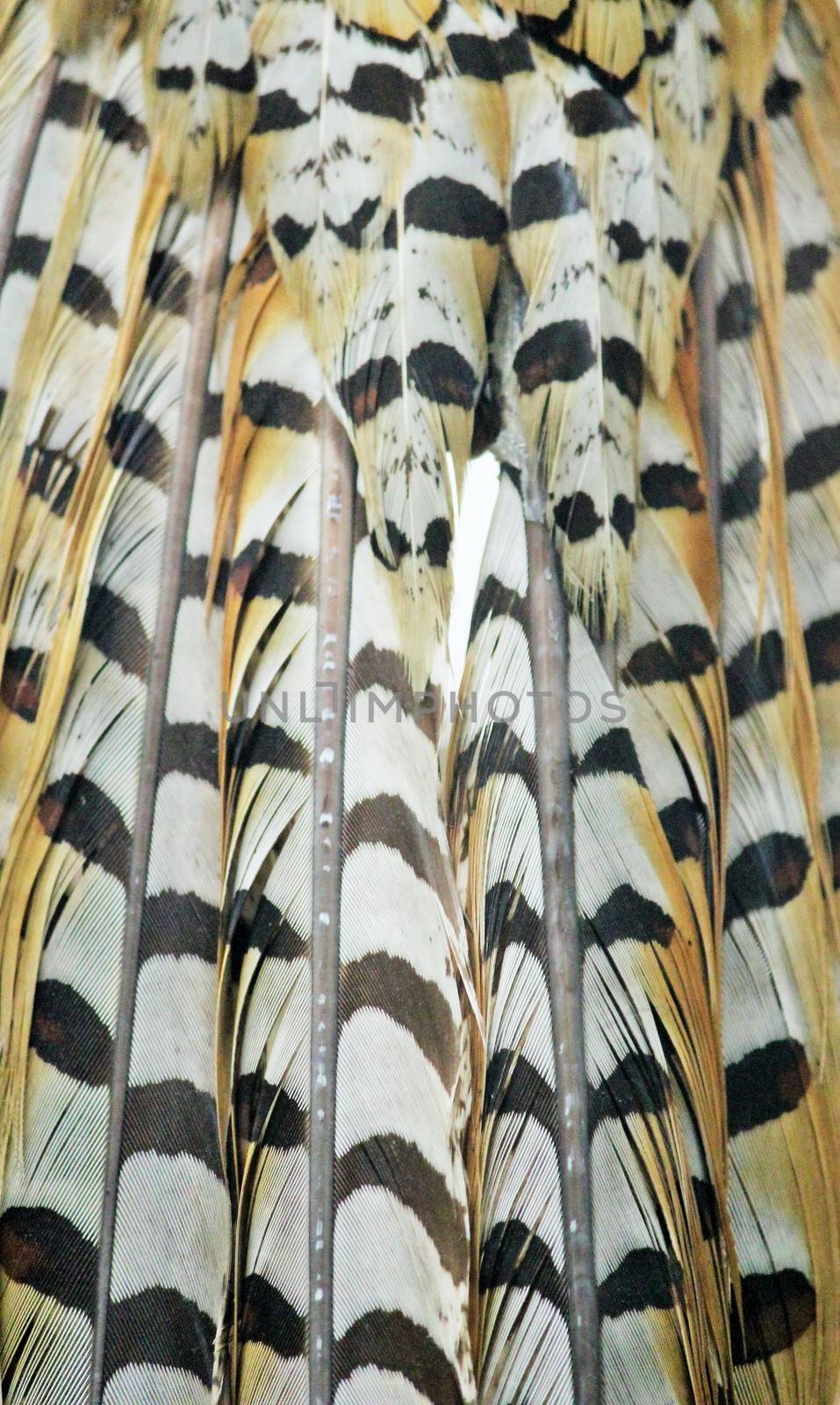 Pheasant tail feathers