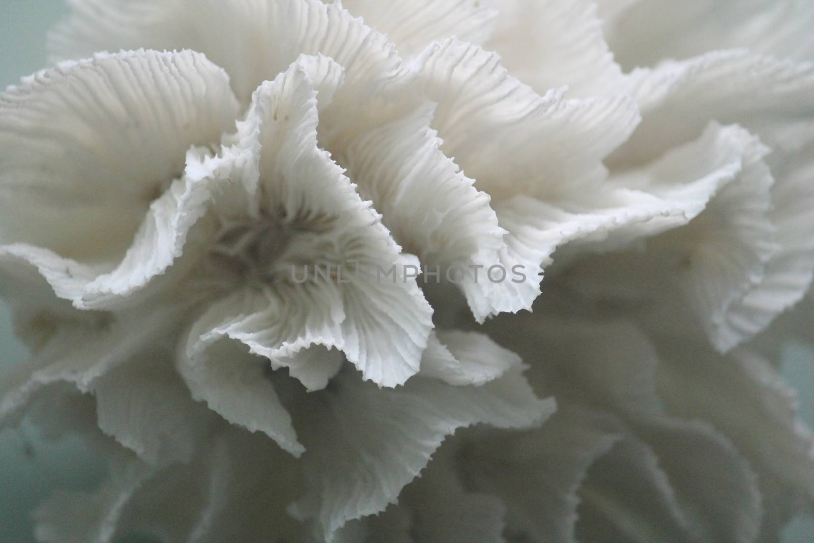 White coral closeup by cheekylorns