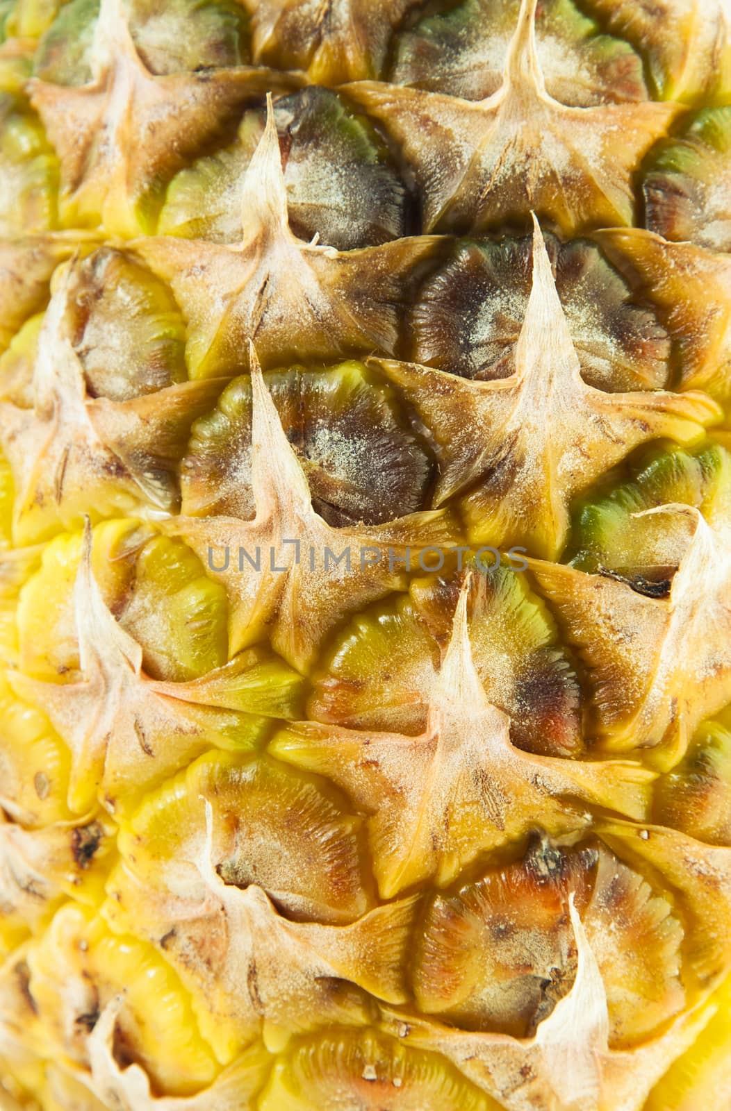  the peel of pineapple photographed by a close up. small depth of sharpness