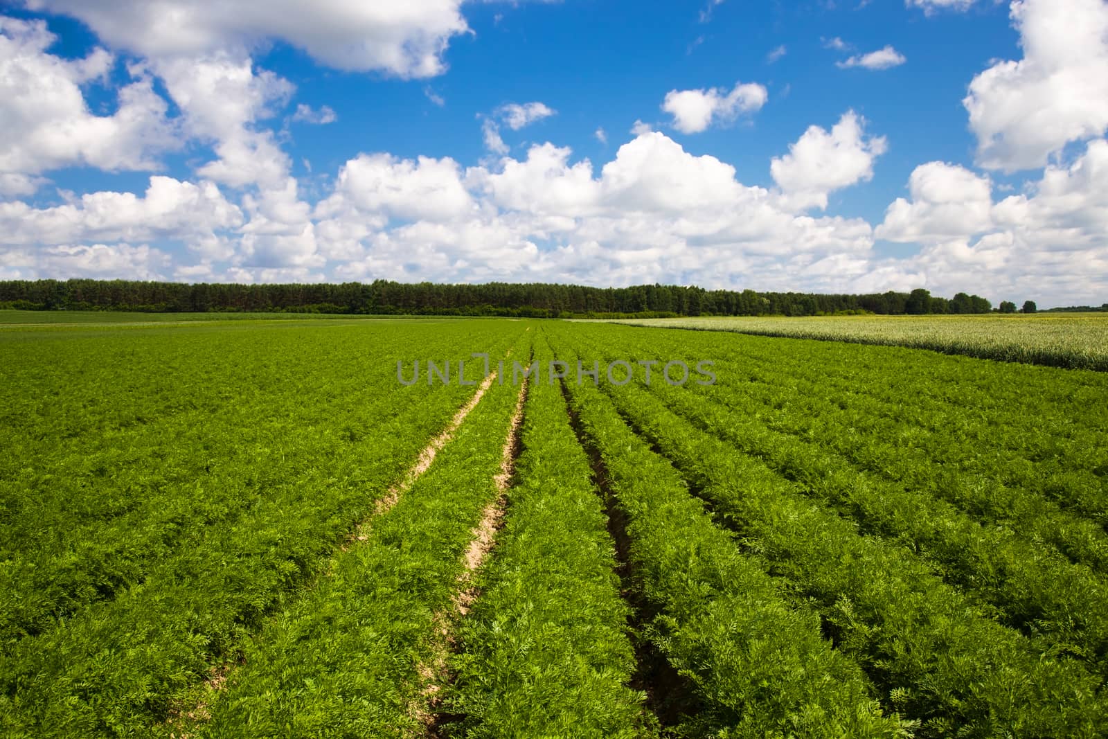 agricultural field where grown carrots