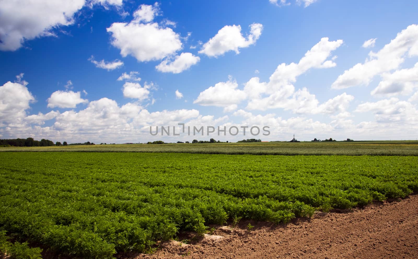 agricultural field where grown carrots