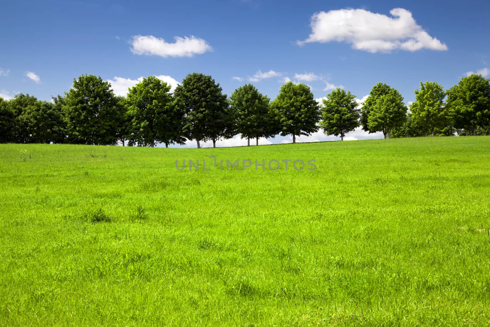 growing trees in the summer. Belarus