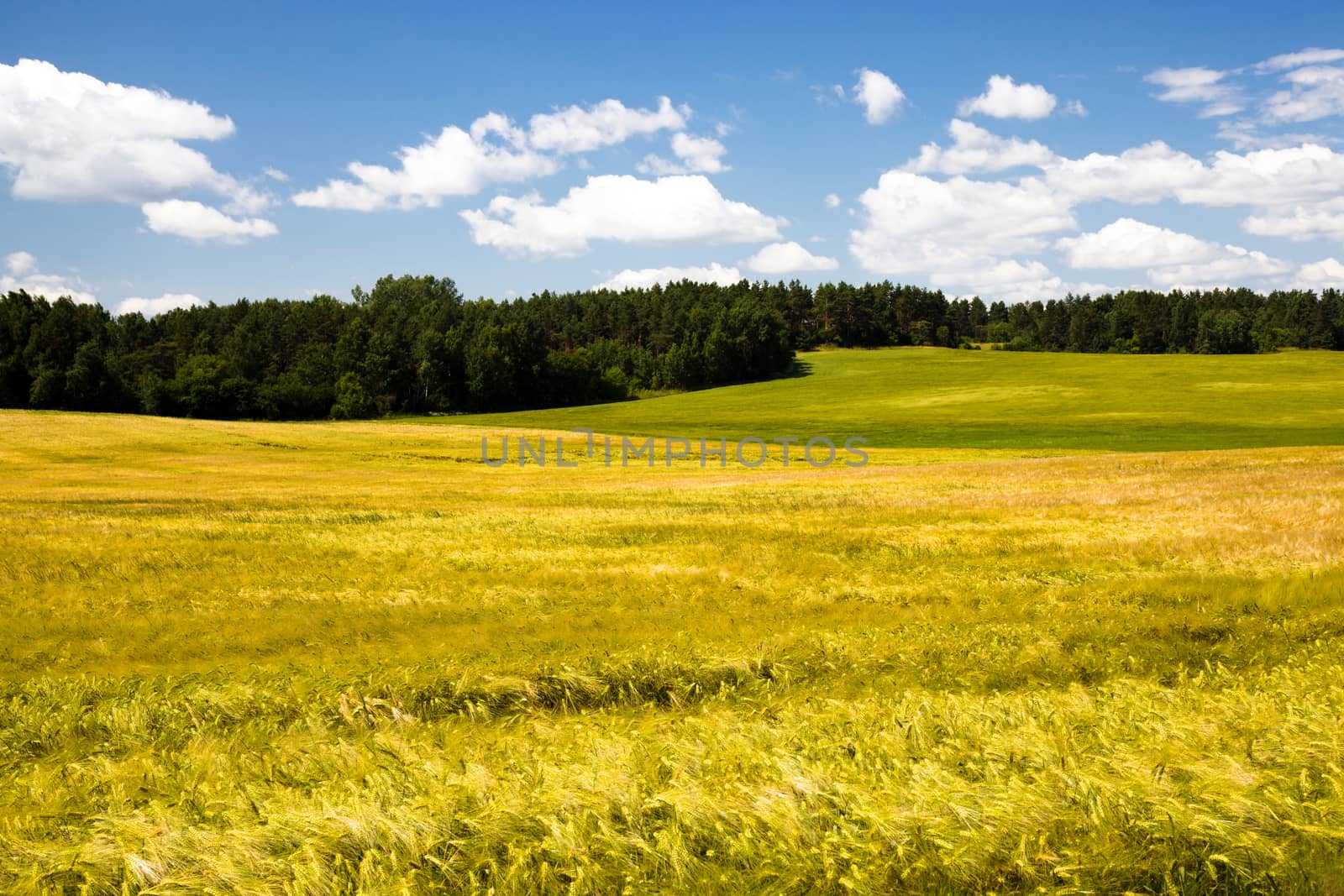 agricultural field where grow green unripe grains