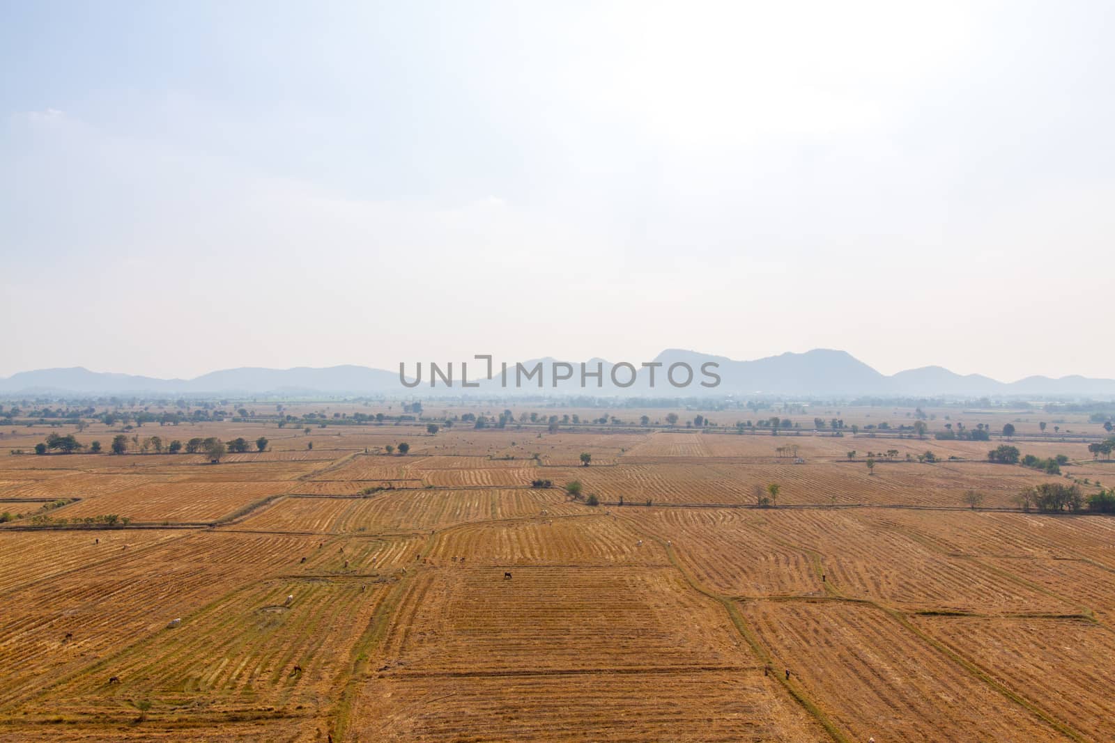agriculture landscape by kritsada1992