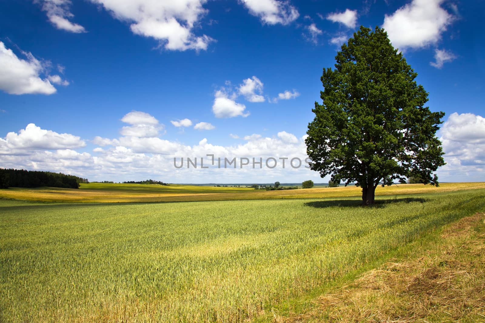 tree growing in a field in summer