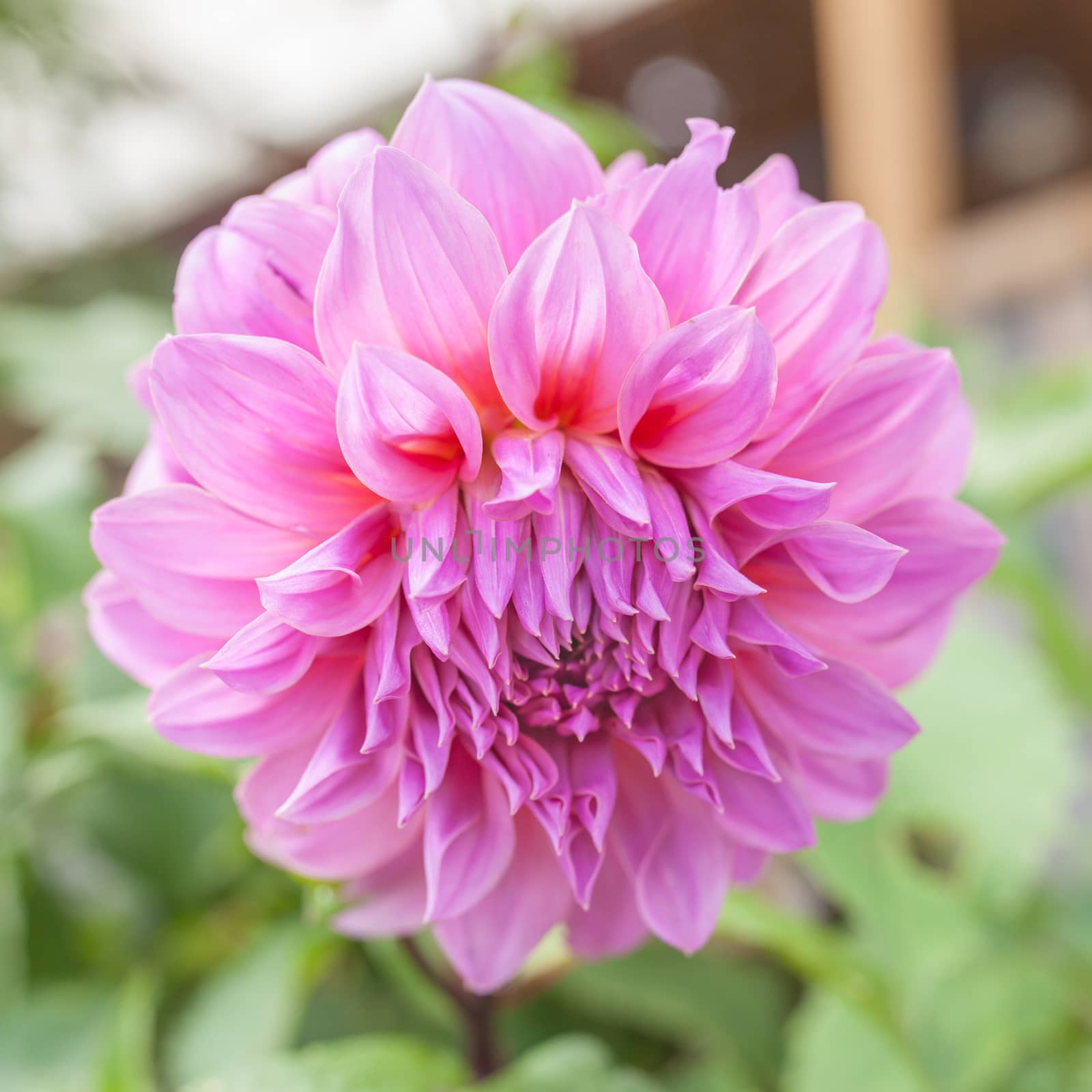 Beautiful Dahlia pink flower on natural green background by nopparats