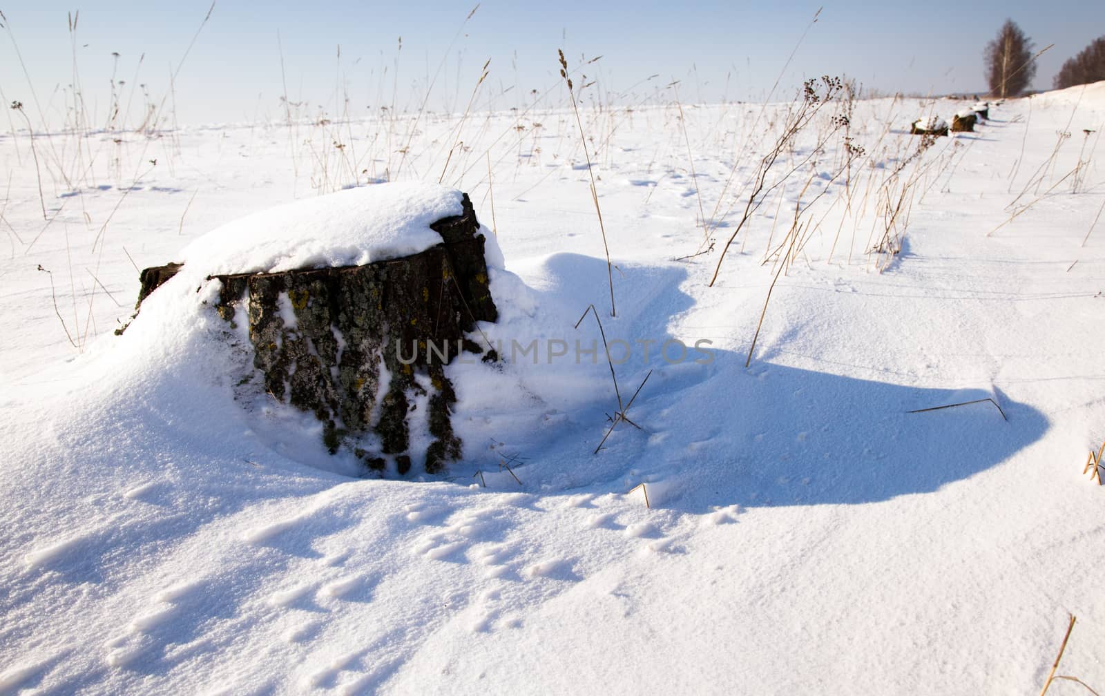 fallen tree covered with snow. Winter