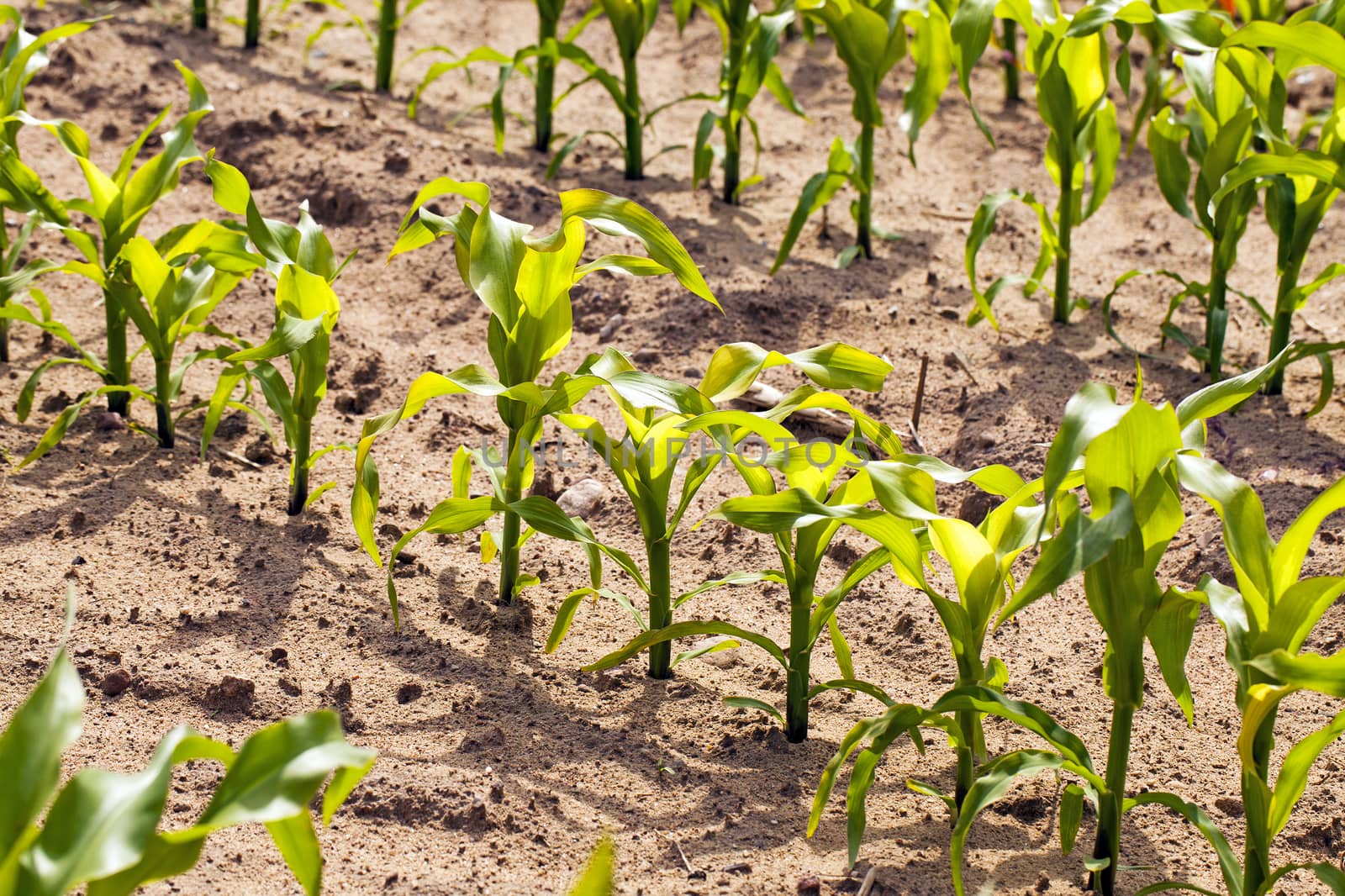   the young corn growing on an agricultural field