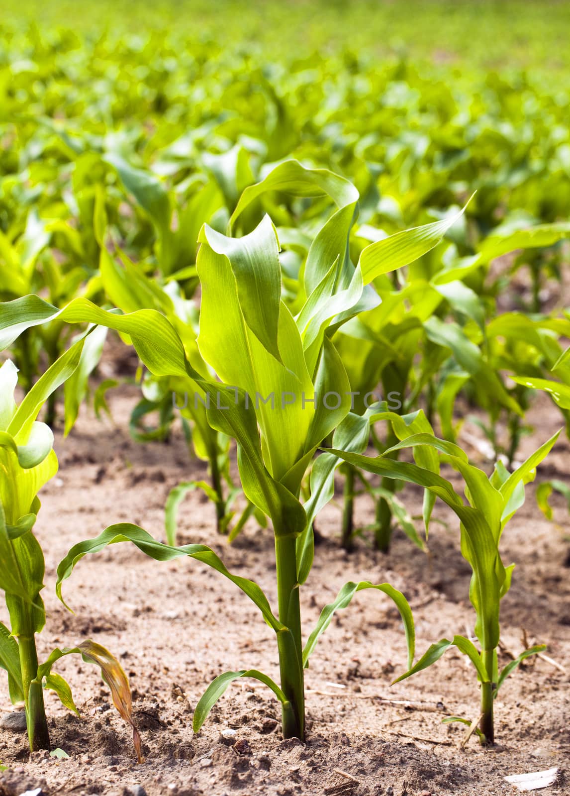  the small sprouts of corn growing on an agricultural field. focus on the foreground